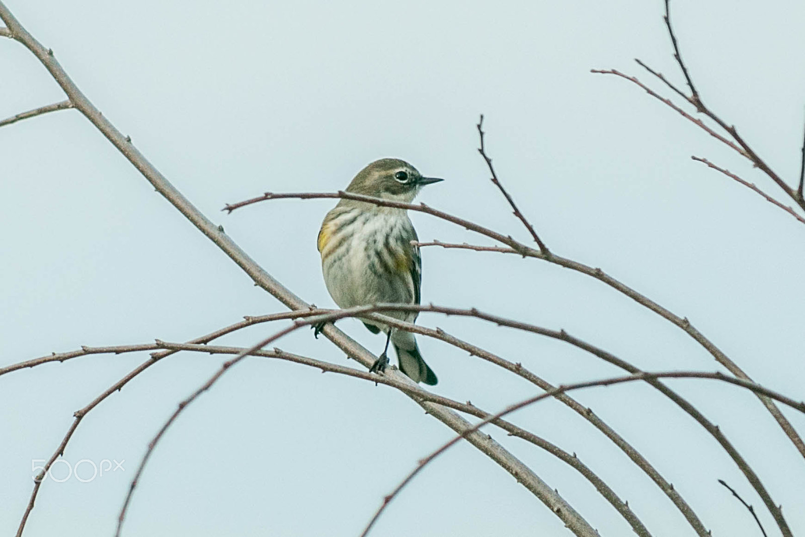 Canon EF 200mm f/2.8L II + 2x sample photo. Yellow rumped warbler photography