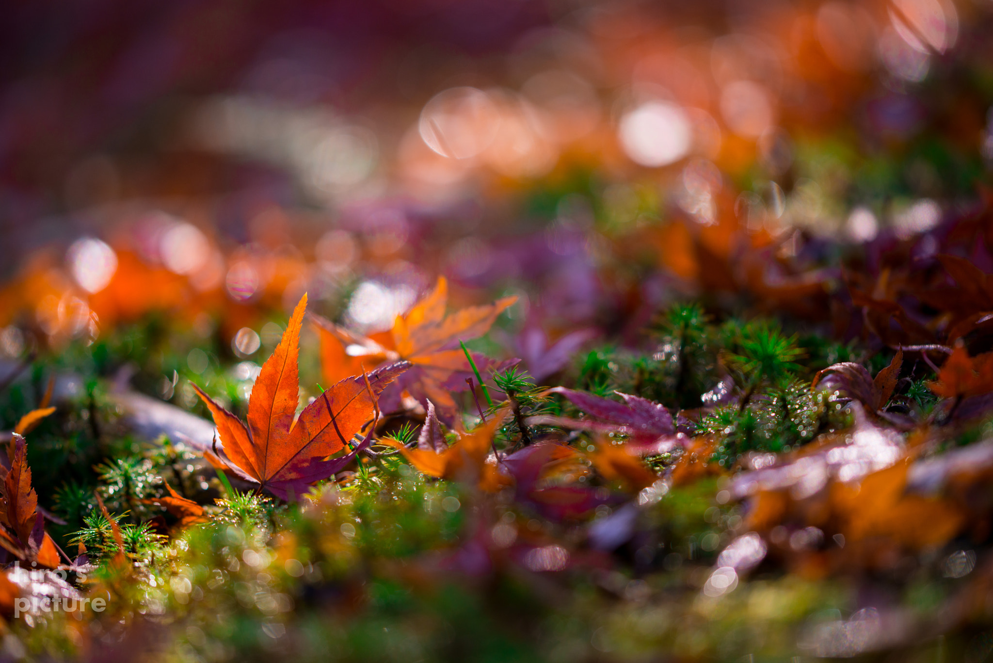 Sigma 105mm F2.8 EX DG OS HSM sample photo. Crowning beauty photography
