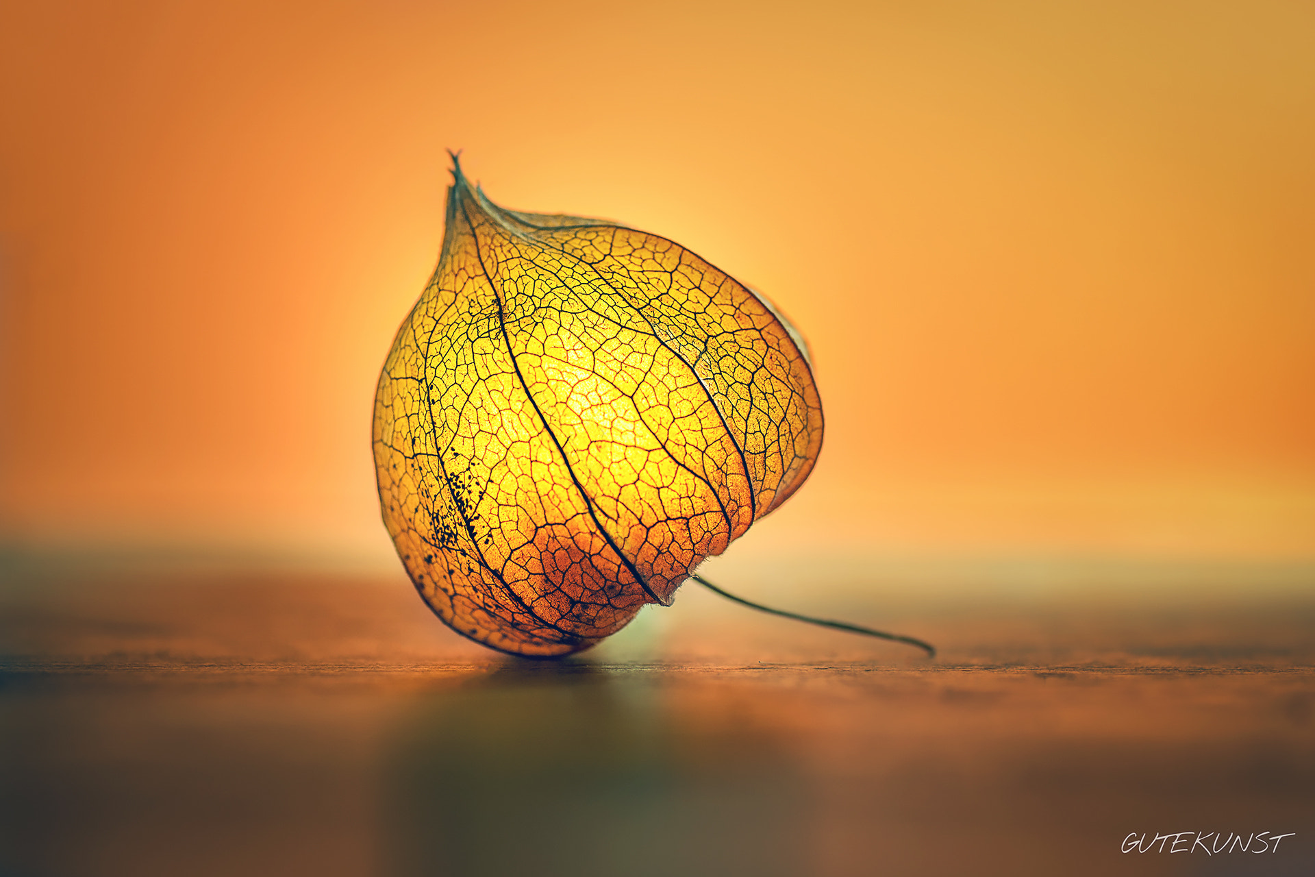 Sony ILCA-77M2 + Tamron SP AF 90mm F2.8 Di Macro sample photo. Physalis n°3 photography