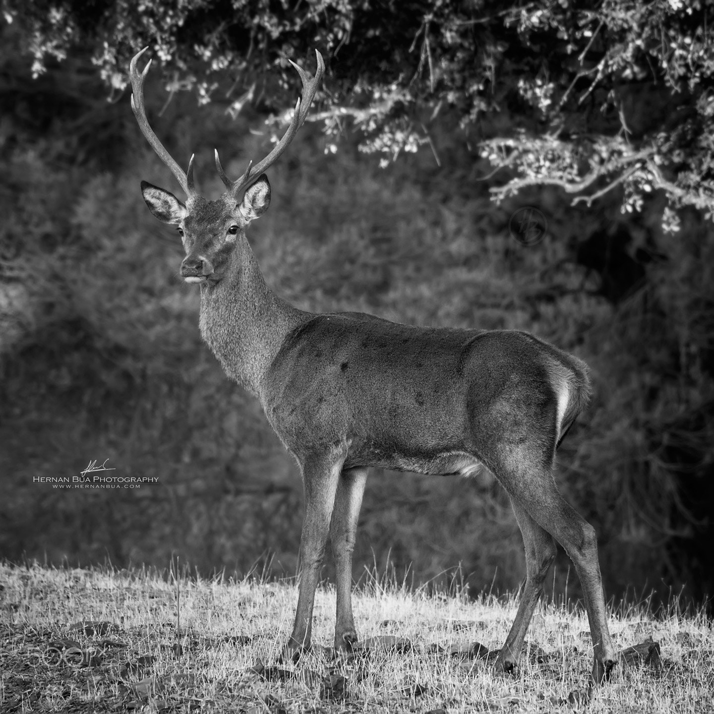 Sigma 150-500mm F5-6.3 DG OS HSM sample photo. Young deer photography