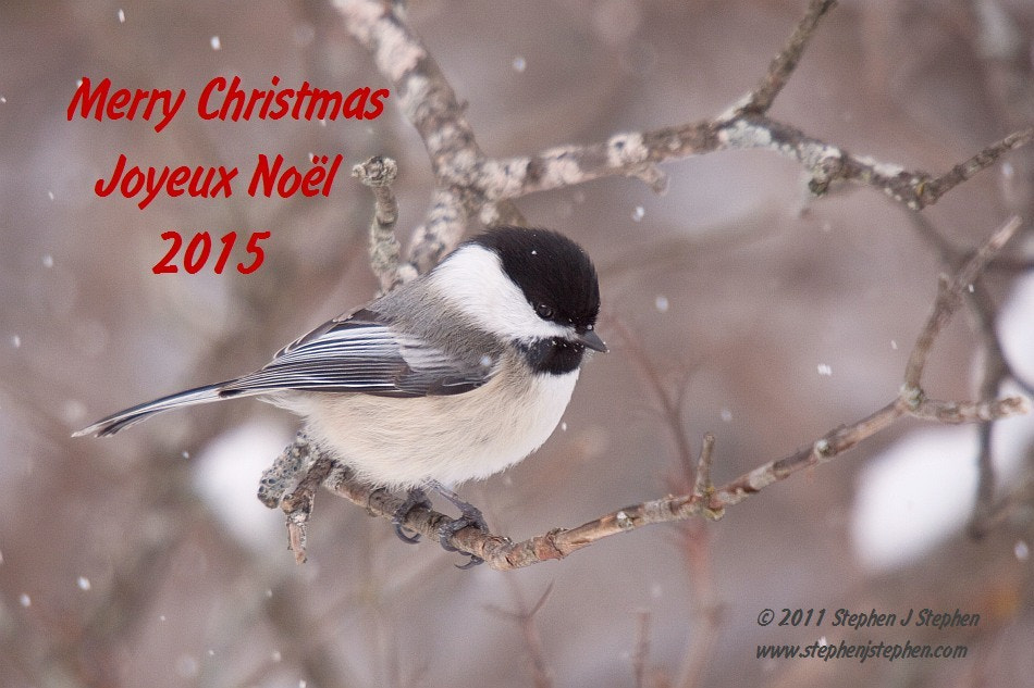 Sigma 50-500mm f/4-6.3 APO HSM EX sample photo. Season's greetings / joyeuses fêtes 2015 photography