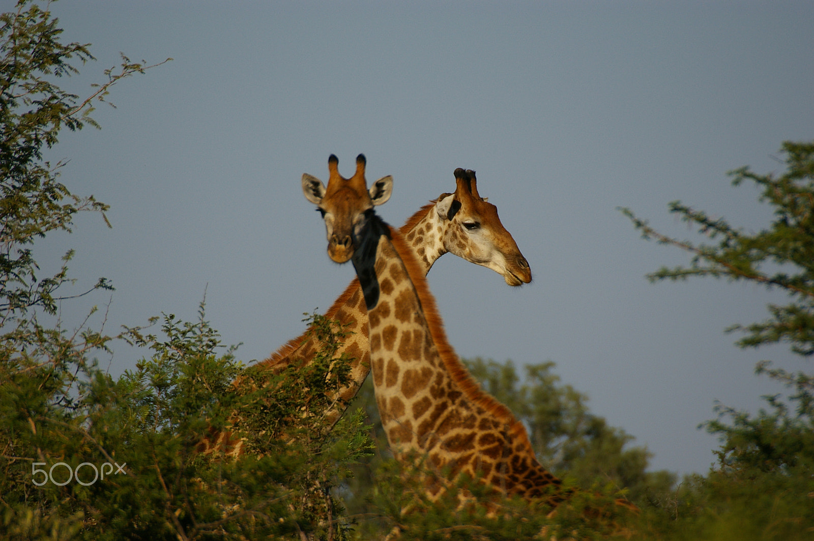 Pentax *ist DL + Sigma sample photo. Africa's life photography