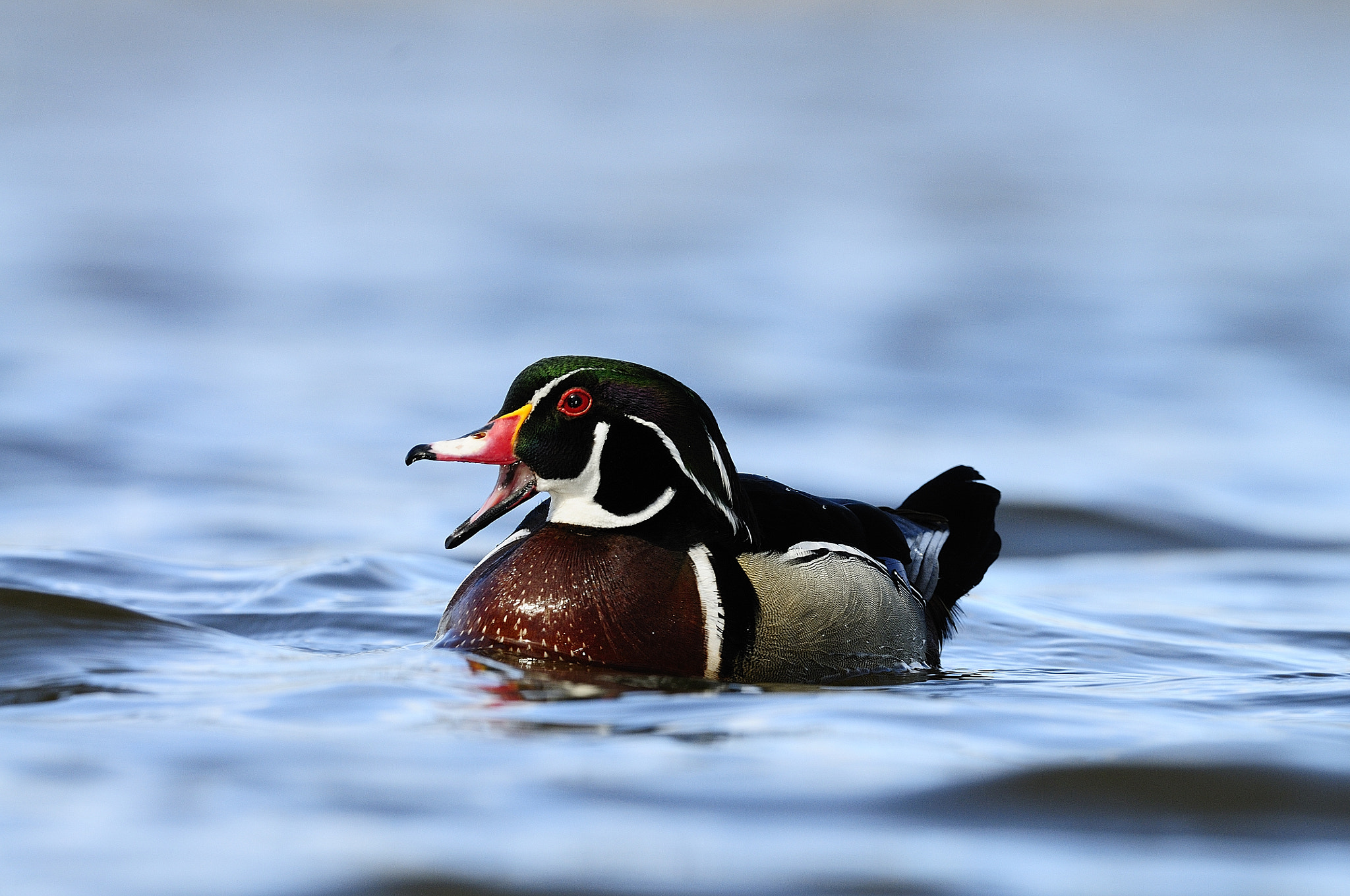 Nikon D300S + Nikon AF-S Nikkor 500mm F4G ED VR sample photo. Canard branchu, aix sponsa, wood duck photography