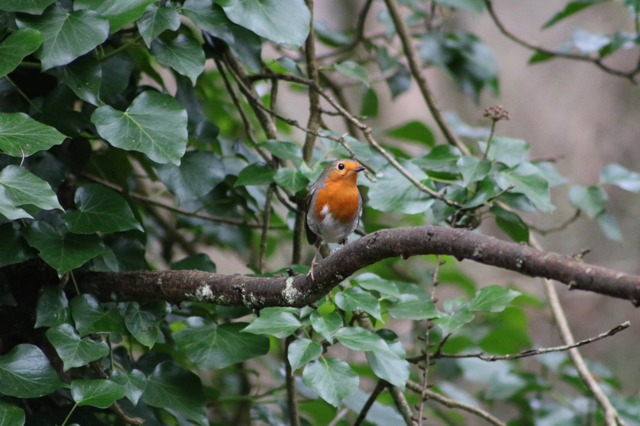Canon EOS 760D (EOS Rebel T6s / EOS 8000D) + EF75-300mm f/4-5.6 sample photo. Robin. photography