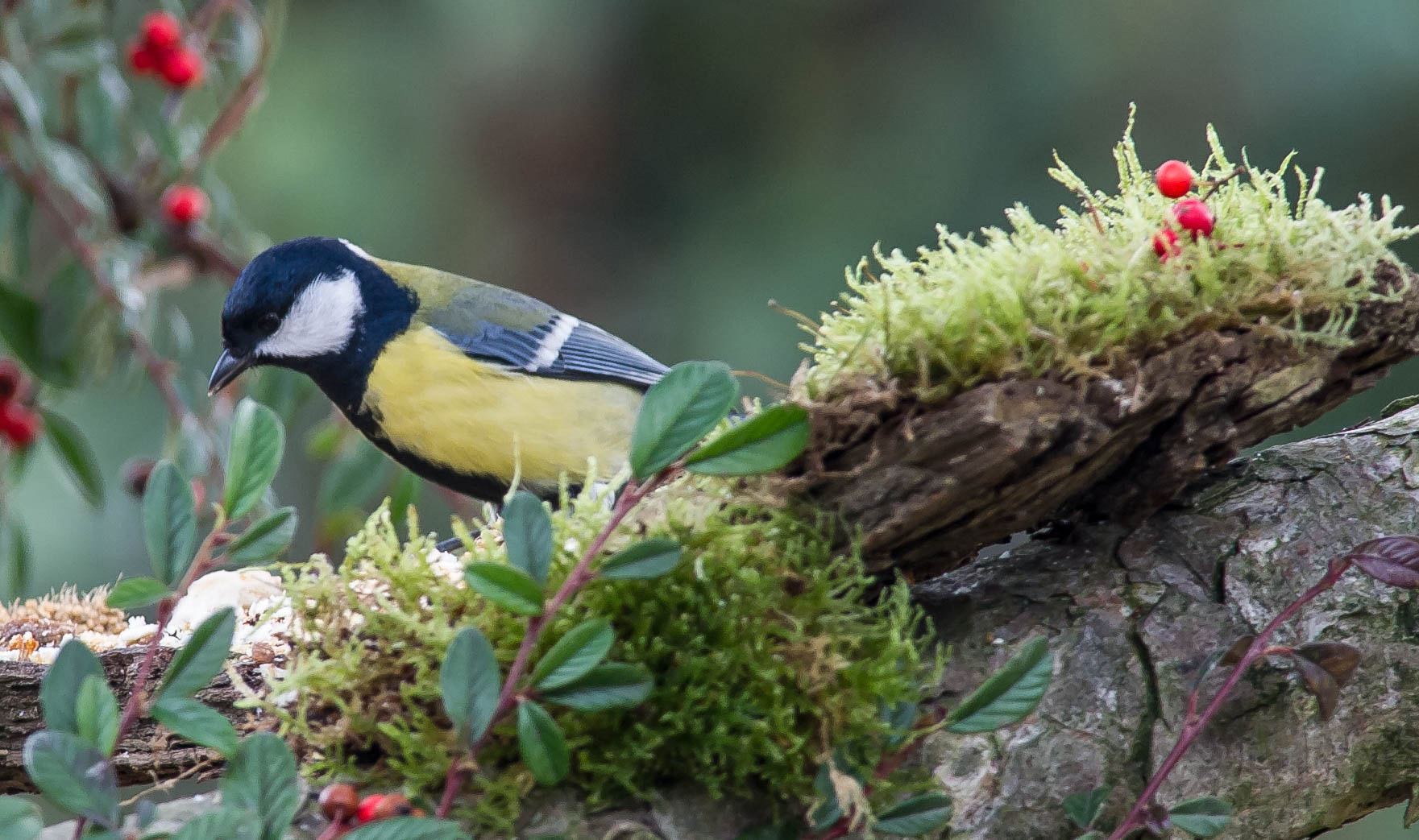 Nikon D3S + Nikon AF-S Nikkor 300mm F4D ED-IF sample photo. 23863045516.jpg photography