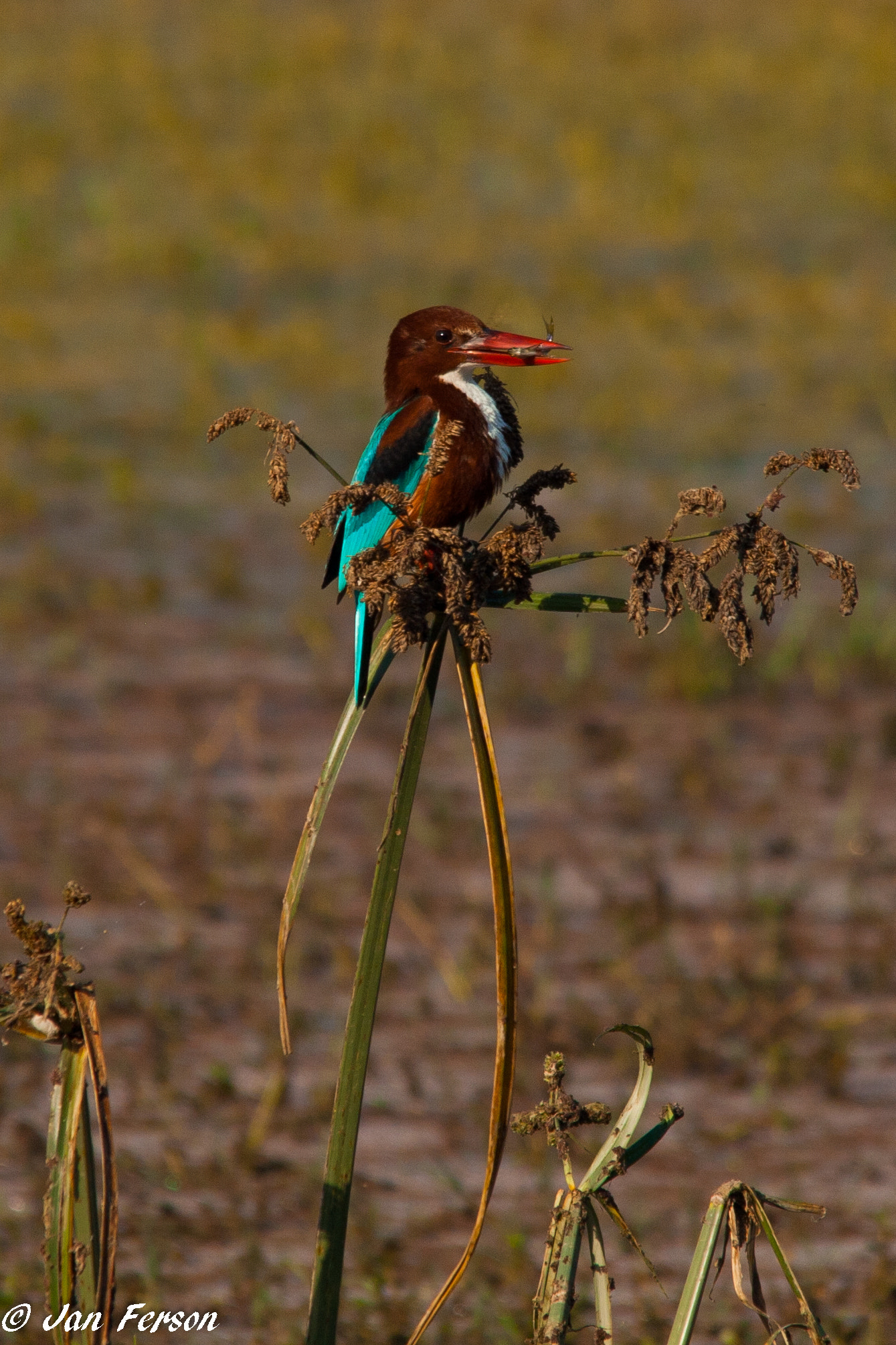 Sigma 150-500mm F5-6.3 DG OS HSM sample photo. White throated kingfisher photography