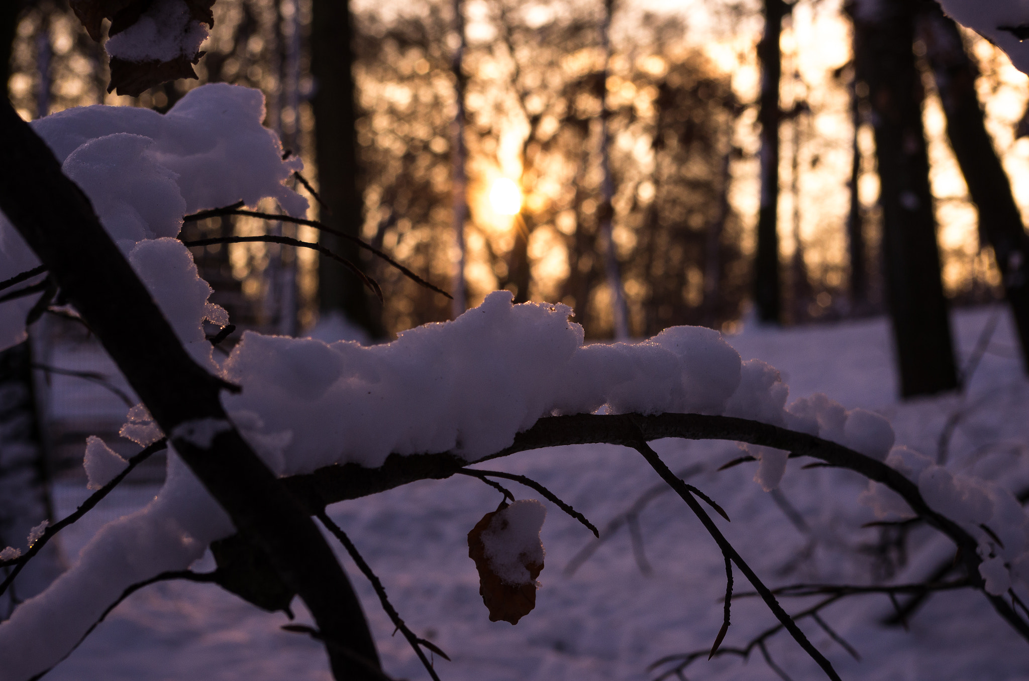 Pentax smc DA 18-55mm F3.5-5.6 AL sample photo. Snowy forest photography
