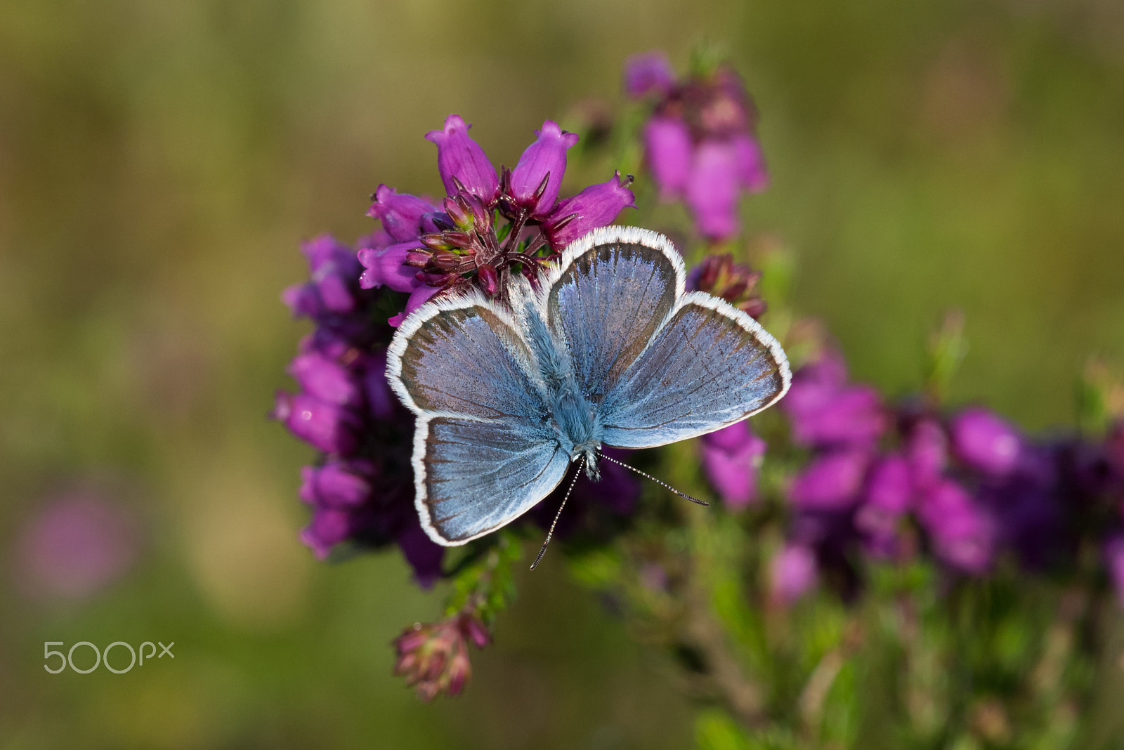 Sigma 150mm F2.8 EX DG Macro HSM sample photo. Silver studded blue photography