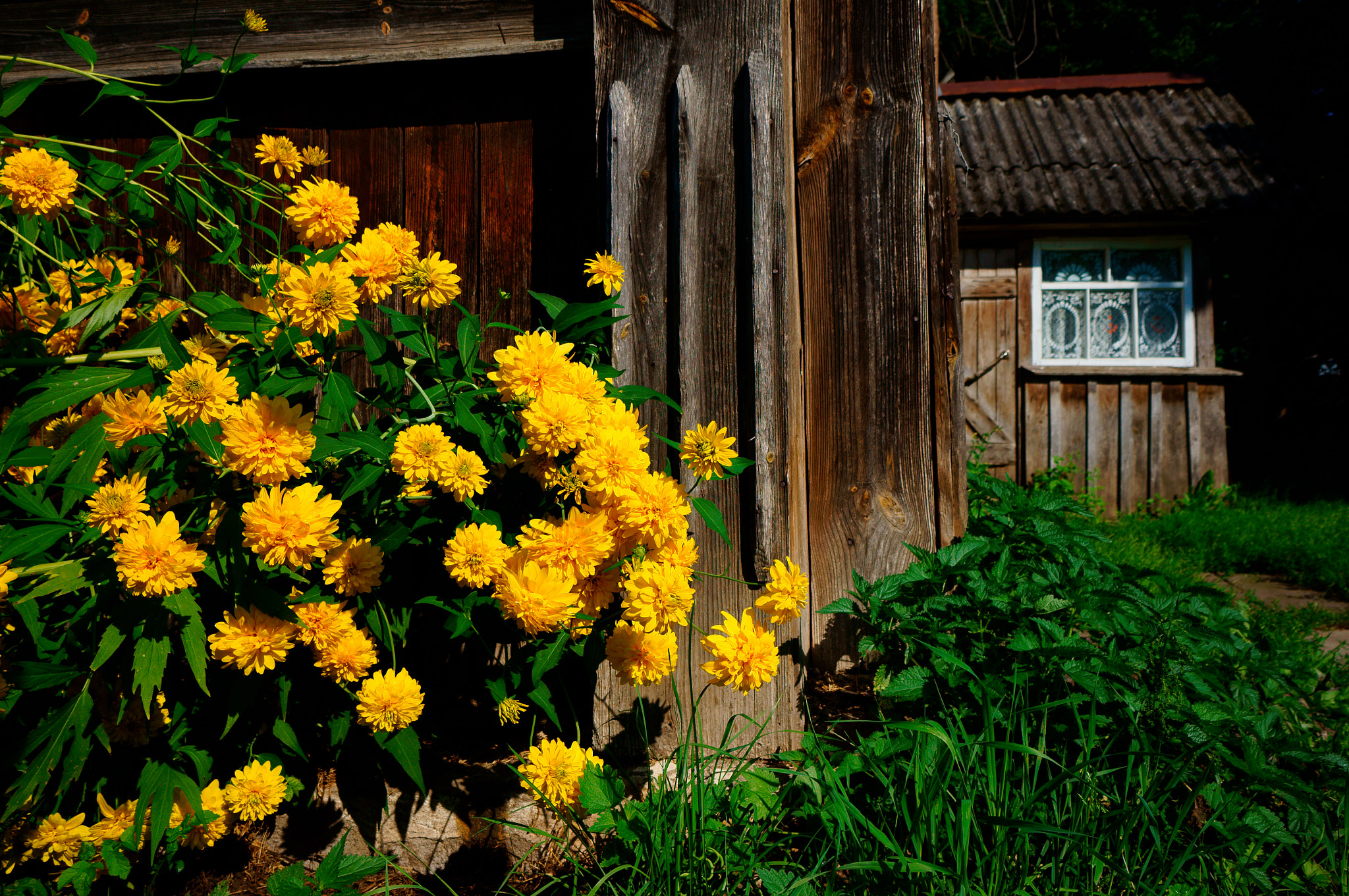 Sony Alpha NEX-5N + Sony E 10-18mm F4 OSS sample photo. Rudbeckia (golden ball). photography
