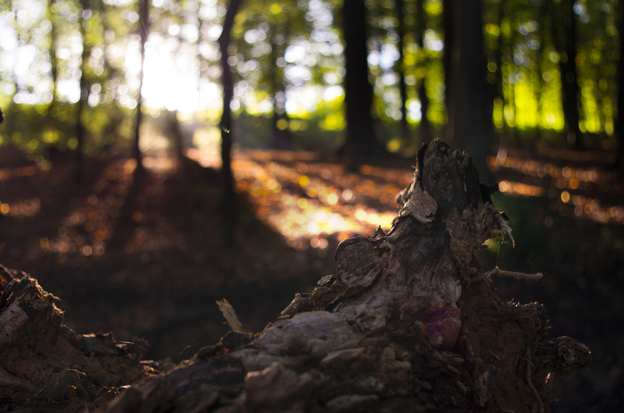Pentax smc DA 18-55mm F3.5-5.6 AL sample photo. Woodland sunrise photography