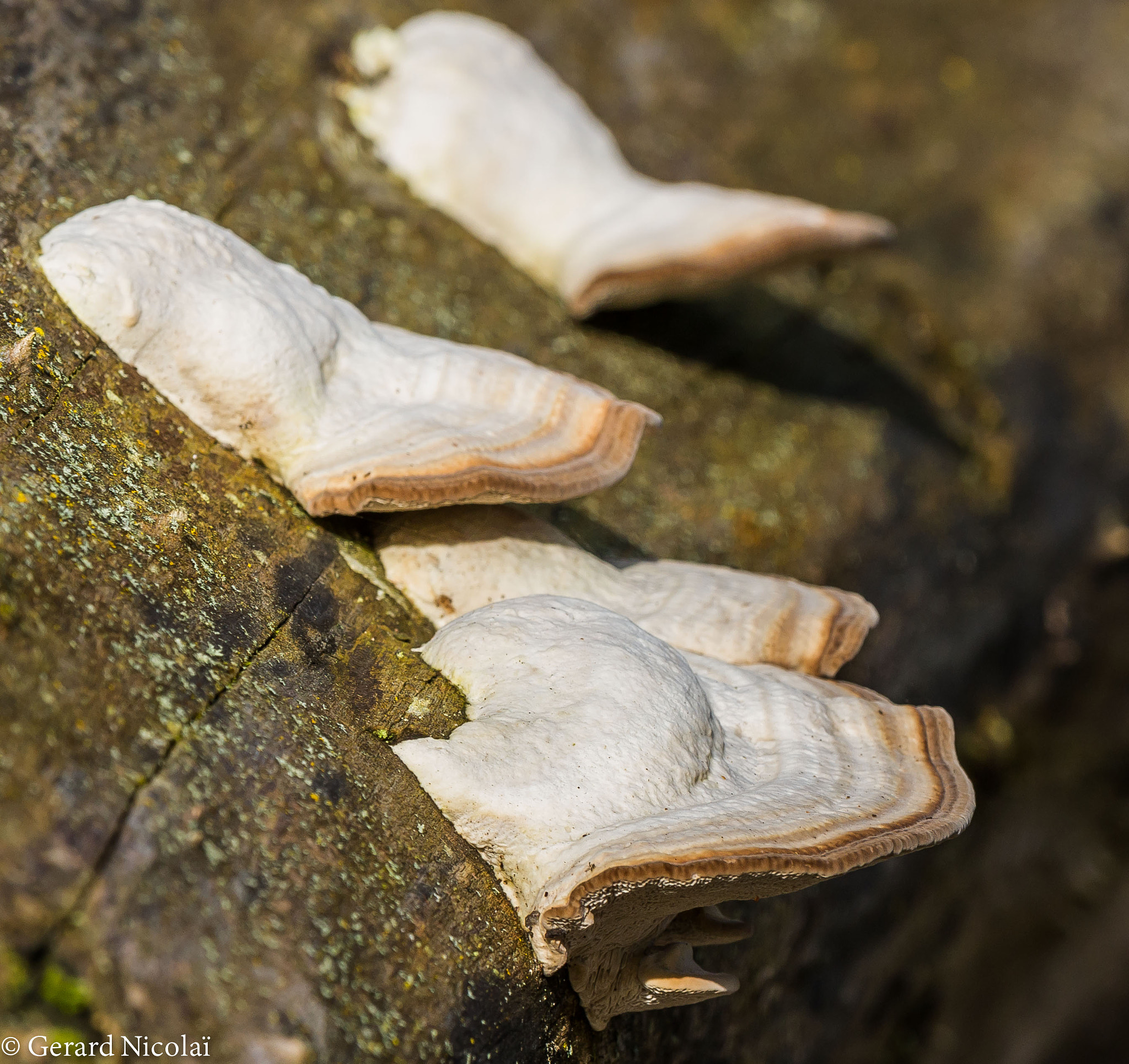 Canon EF 300mm F2.8L IS USM sample photo. The toadstool photography