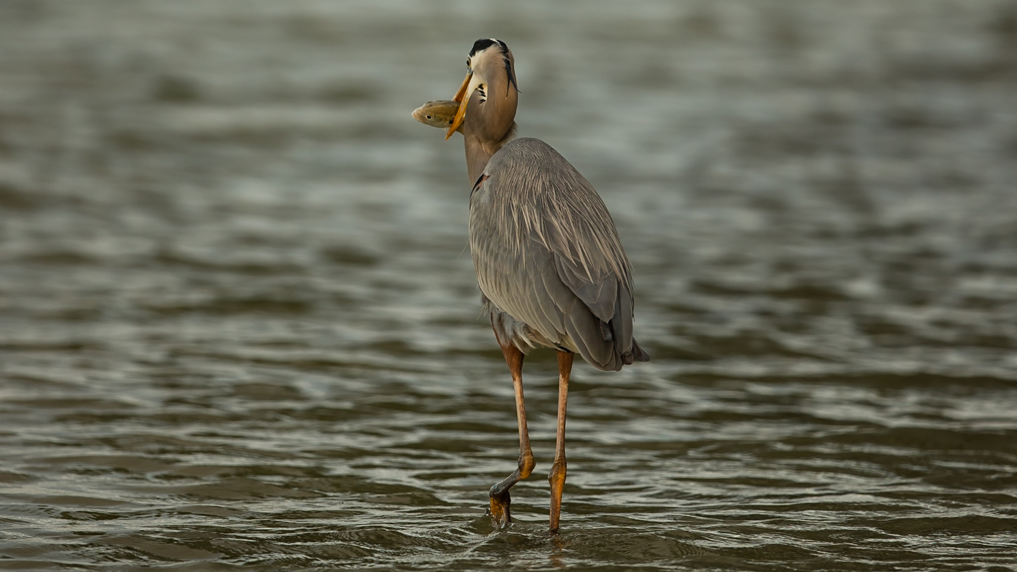 Canon EOS 5DS R + Canon EF 300mm F2.8L IS II USM sample photo. Great blue heron photography