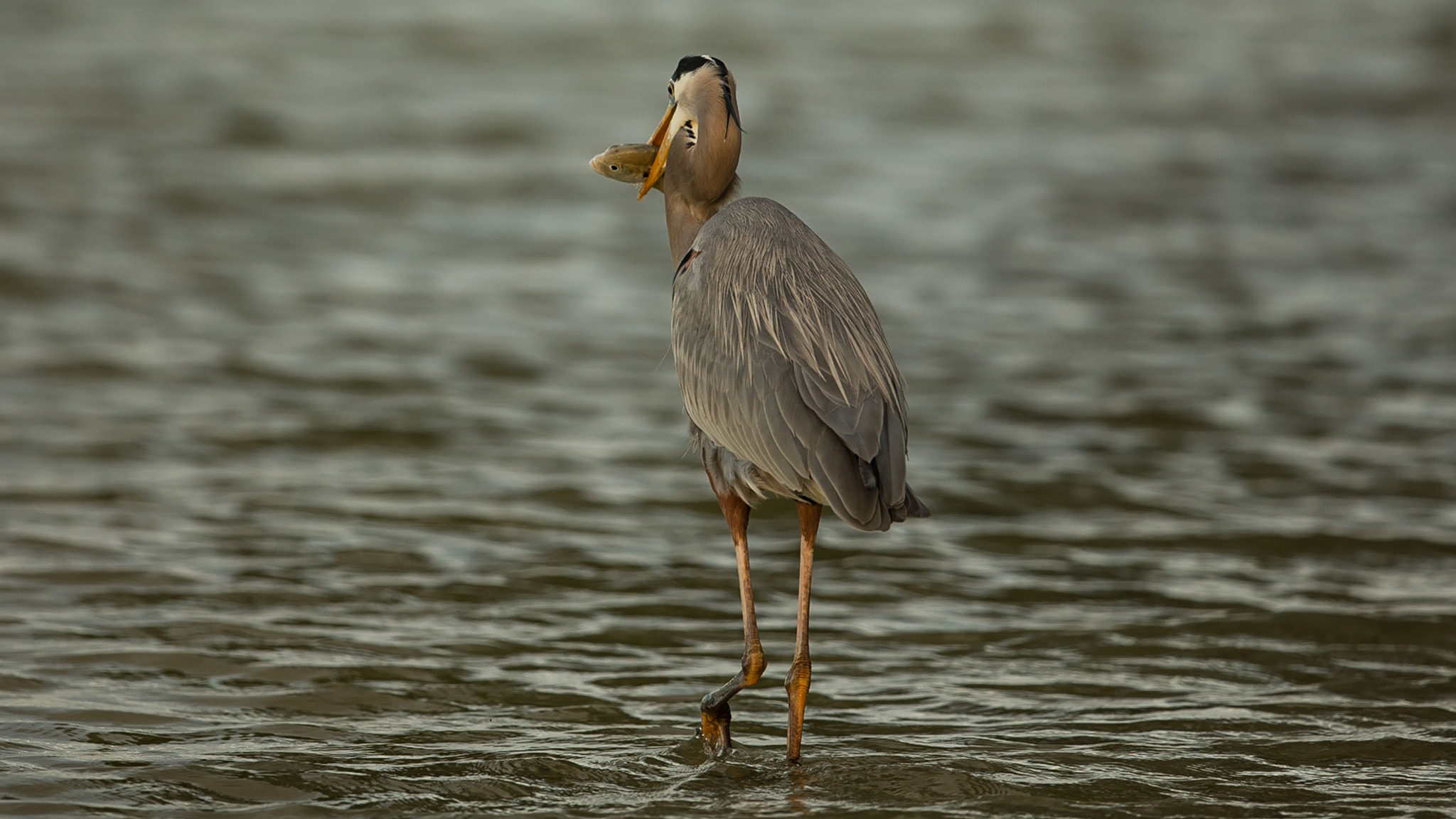 Canon EF 300mm F2.8L IS II USM sample photo. Great blue heron photography