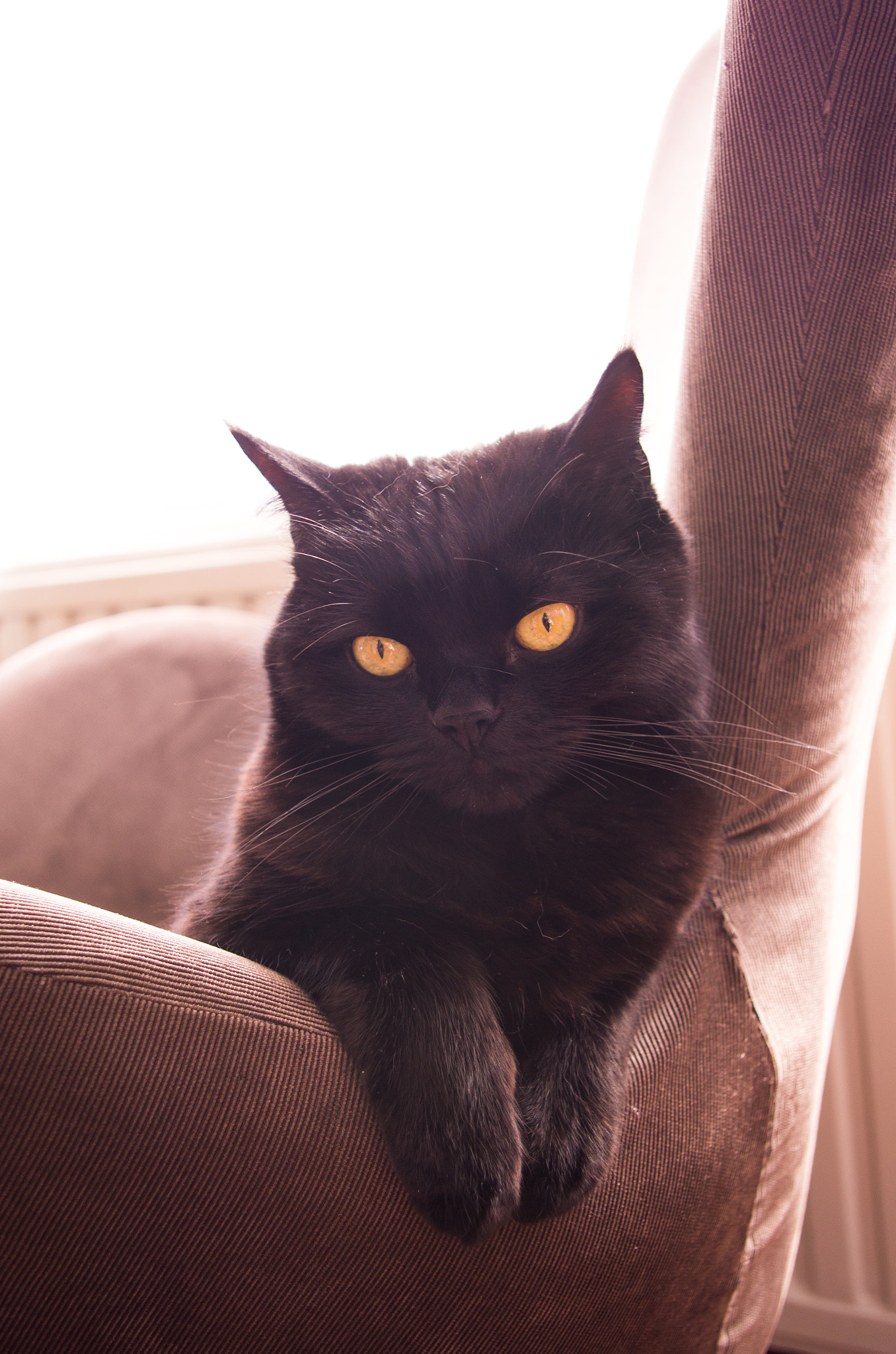 Pentax K-5 sample photo. Black cat photography