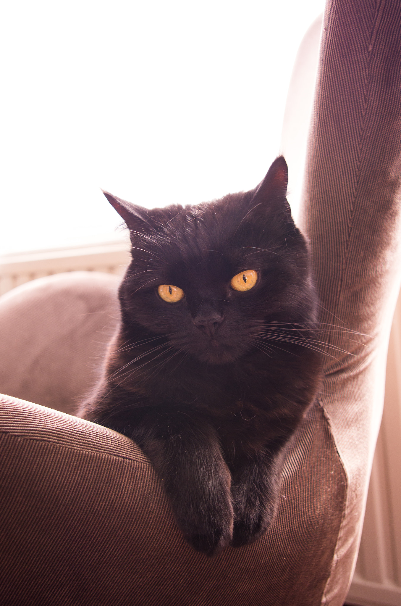 Pentax smc DA 18-55mm F3.5-5.6 AL sample photo. Black cat photography