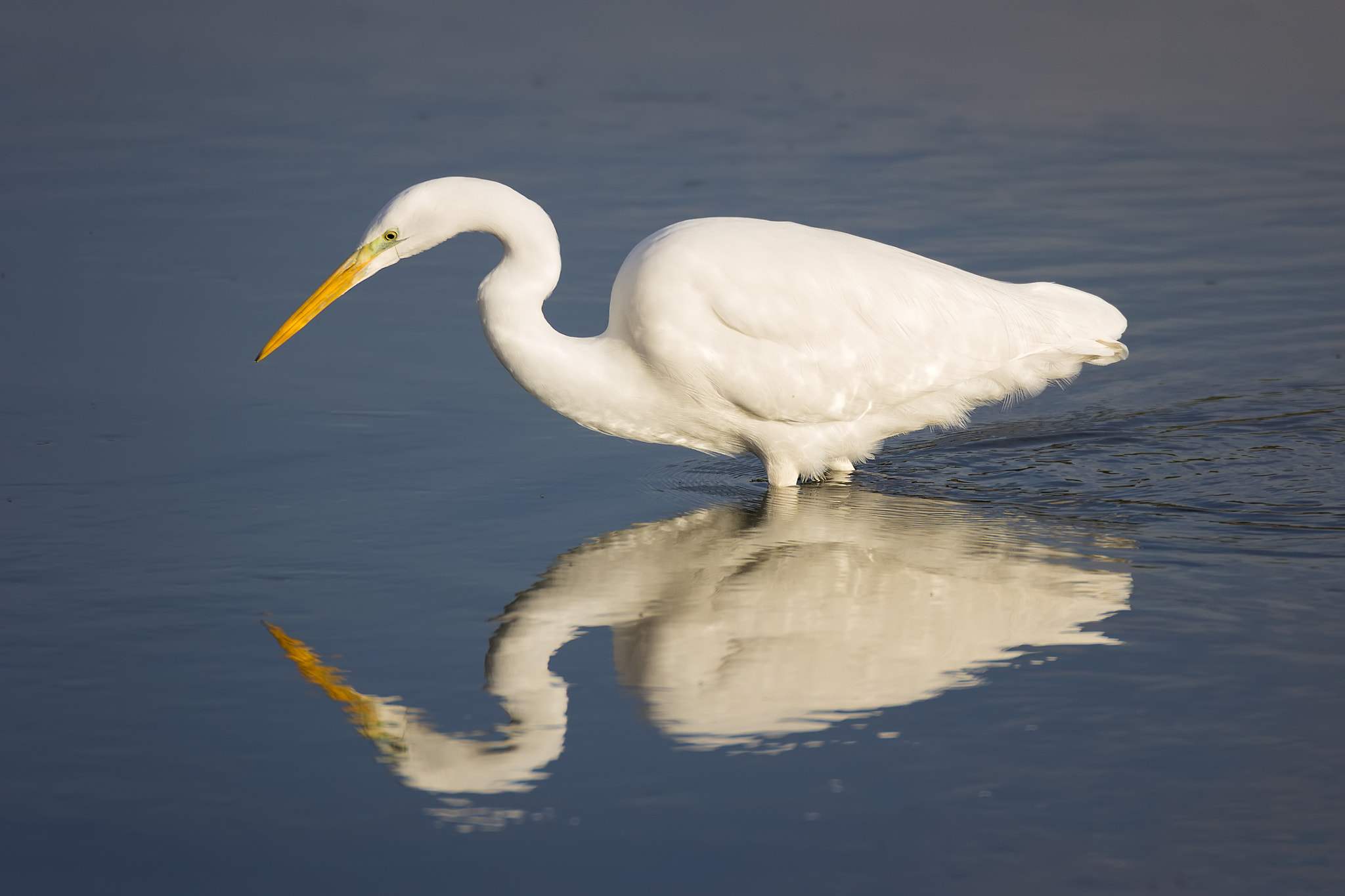 Sigma 120-300mm F2.8 EX DG HSM sample photo. Garceta grande reflejo photography
