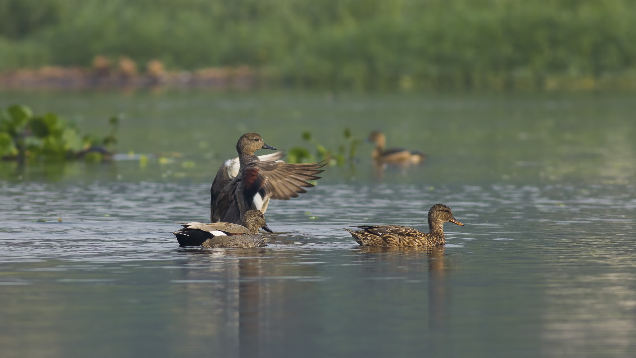 Canon EOS 600D (Rebel EOS T3i / EOS Kiss X5) + Canon EF 400mm F5.6L USM sample photo. Gadwall and gadwall photography