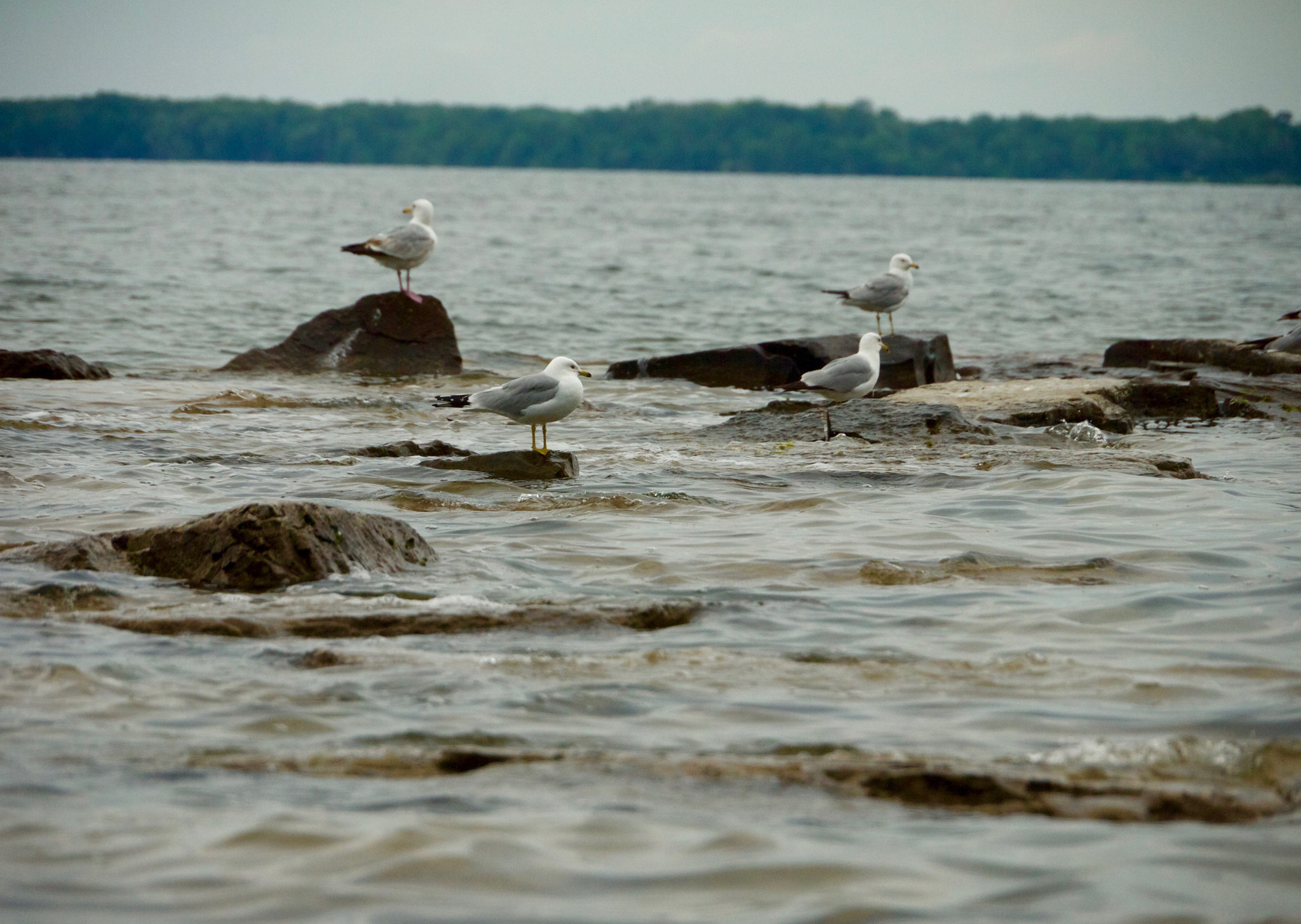 Panasonic Lumix DMC-G2 sample photo. Seagull clan photography