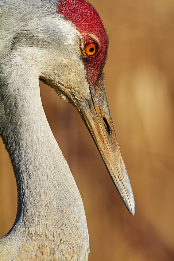 Canon EF 600mm F4L IS USM sample photo. Img photography