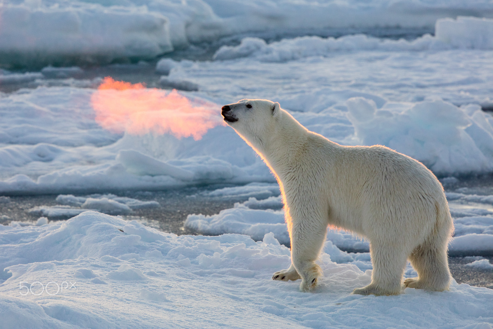 Canon EF 500mm F4L IS II USM sample photo. Fire breathing bear photography