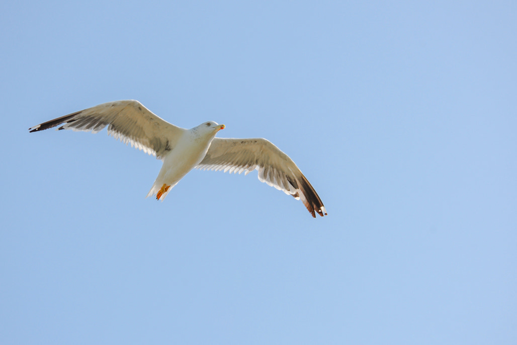 Nikon D3X sample photo. Bird photography