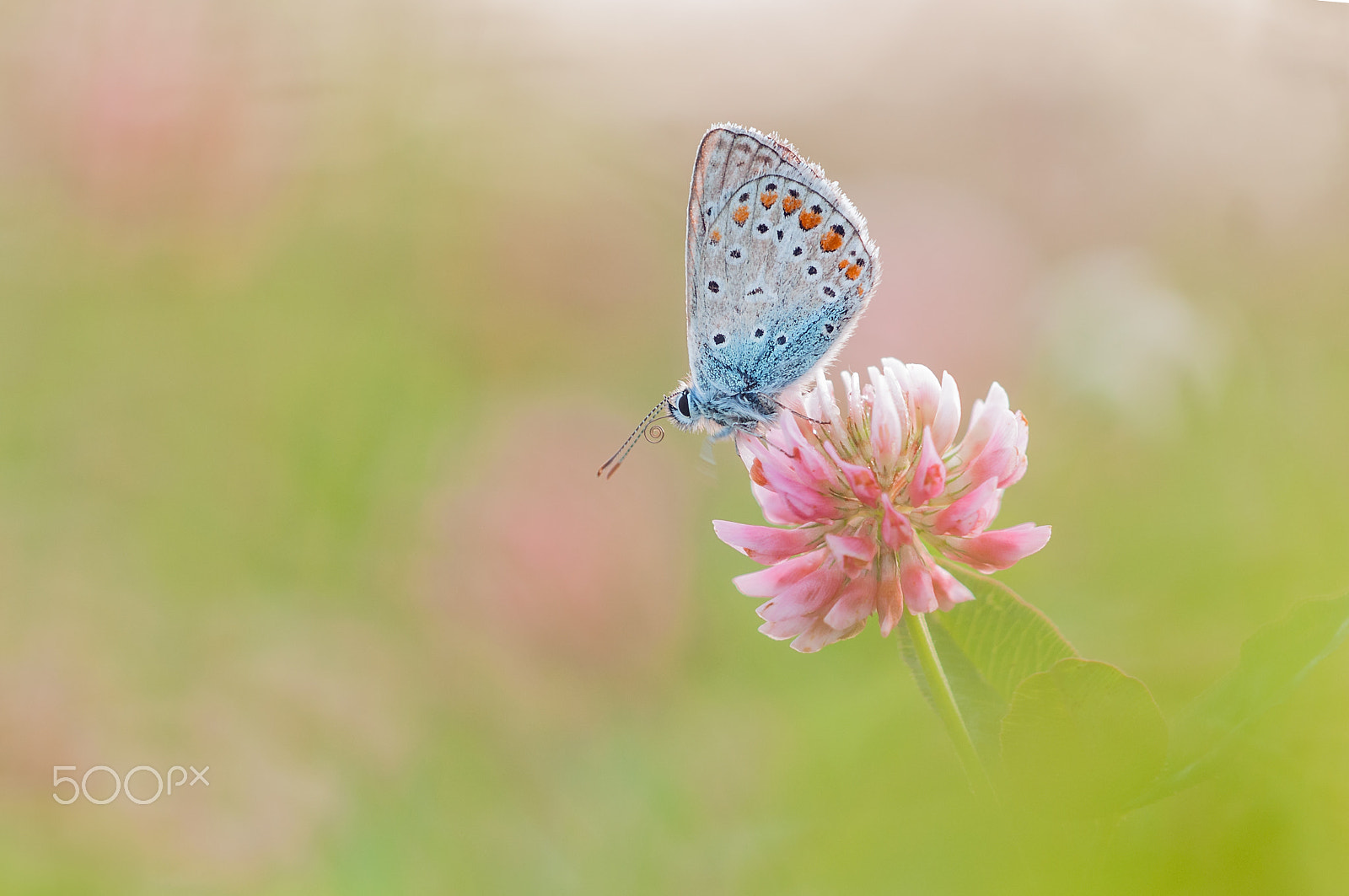 Nikon D300 + Sigma 150mm F2.8 EX DG Macro HSM sample photo. Common blue photography