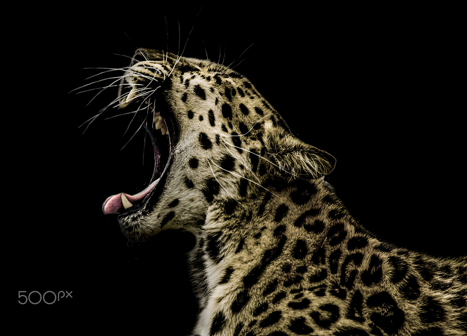 Canon EOS-1D Mark III sample photo. Power photography