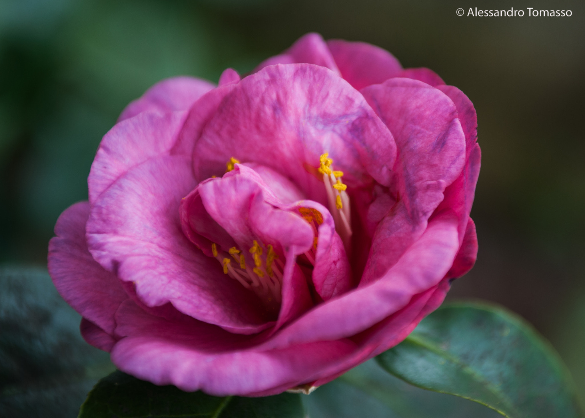 Nikon D80 + Sigma 24-70mm F2.8 EX DG Macro sample photo. Flower photography