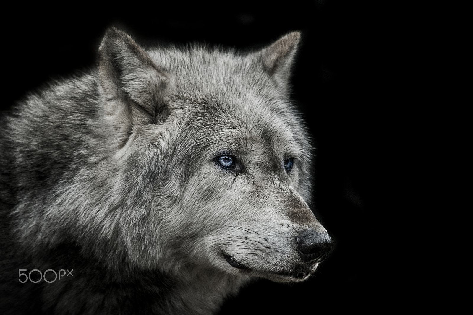Canon EOS-1D Mark III sample photo. Old blue eyes photography