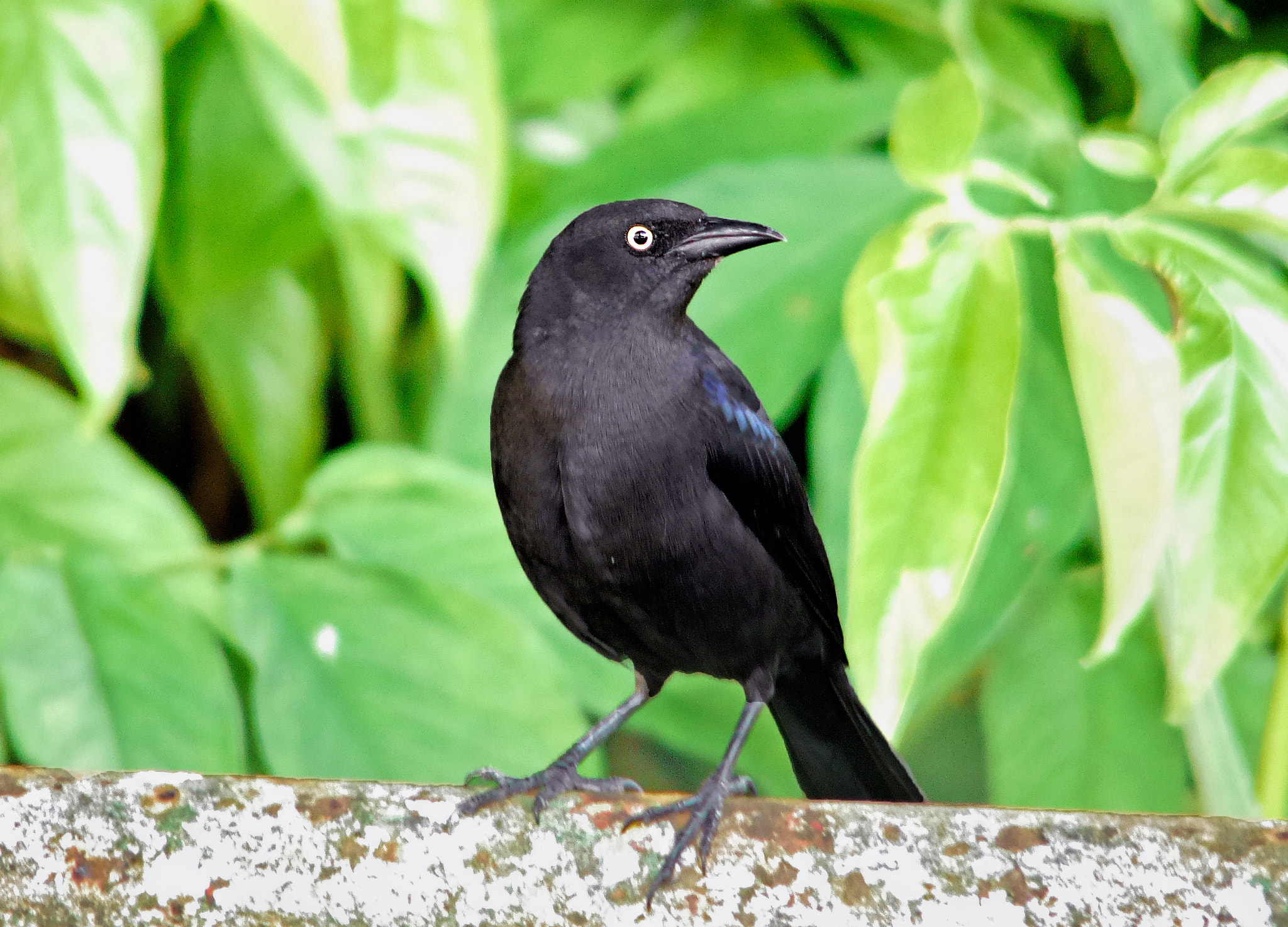 Panasonic Lumix G Vario 45-200mm F4-5.6 OIS sample photo. Carib grackle photography