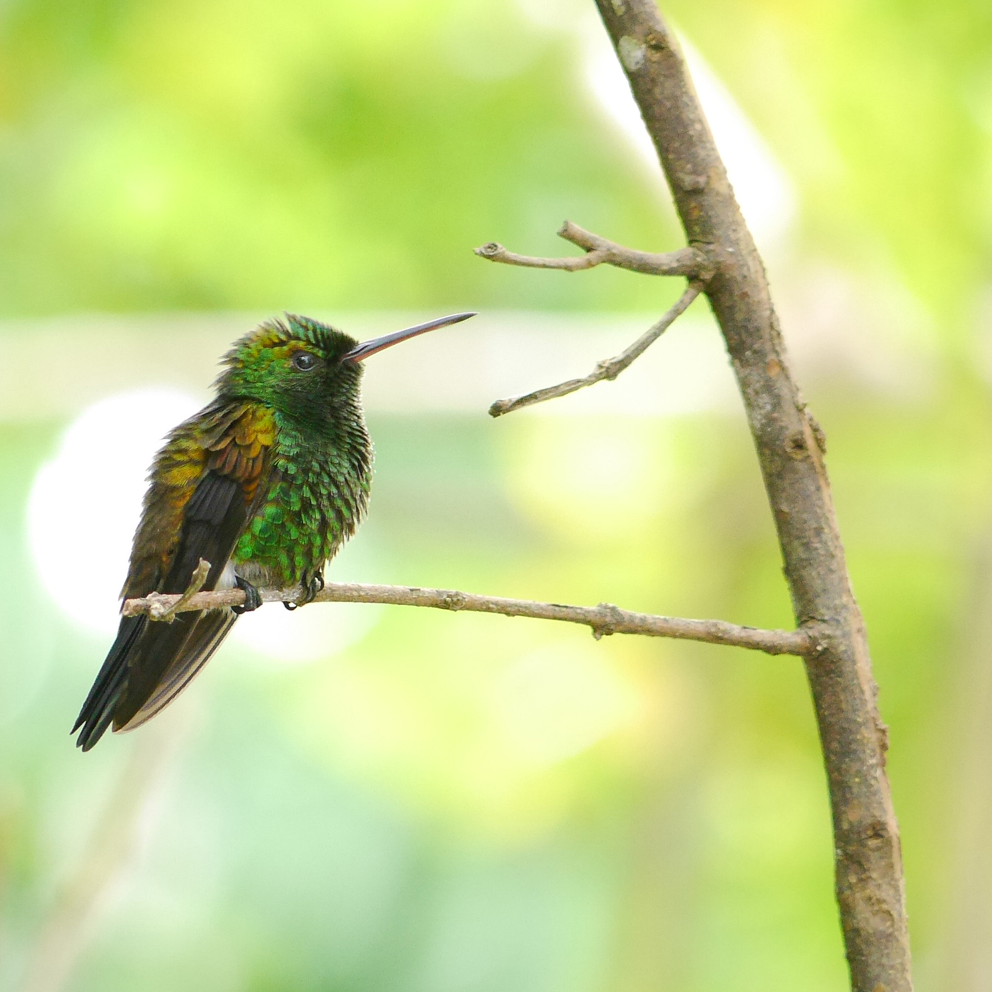 Panasonic Lumix G Vario 45-200mm F4-5.6 OIS sample photo. Copper-rumped 1 photography