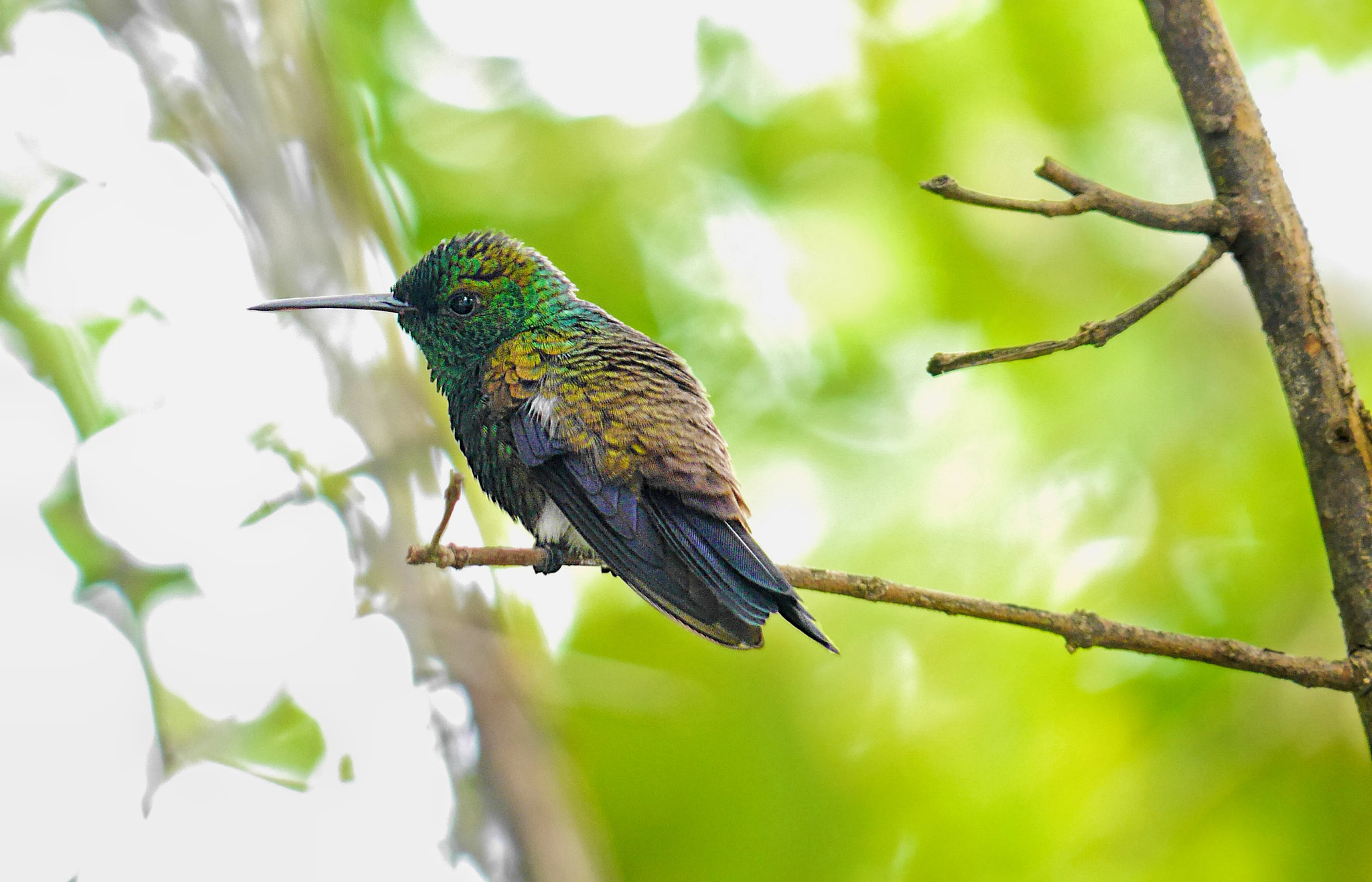 Panasonic Lumix G Vario 45-200mm F4-5.6 OIS sample photo. Copper-rumped 2 photography
