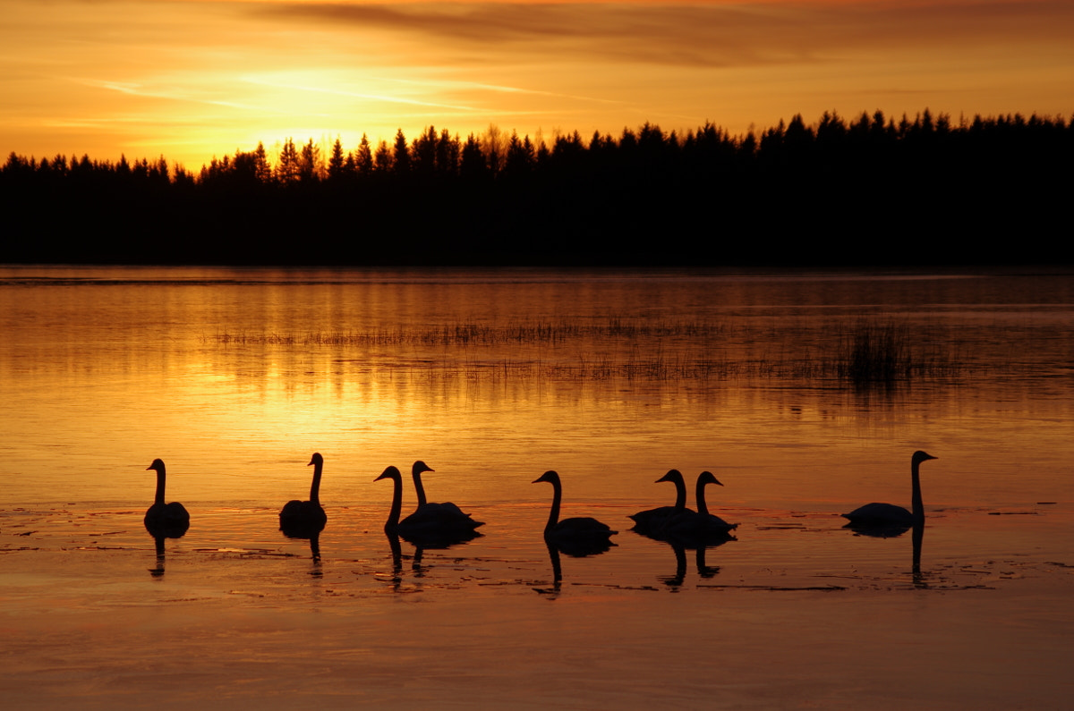 Pentax smc DA 55-300mm F4.0-5.8 ED sample photo. Golden hour photography