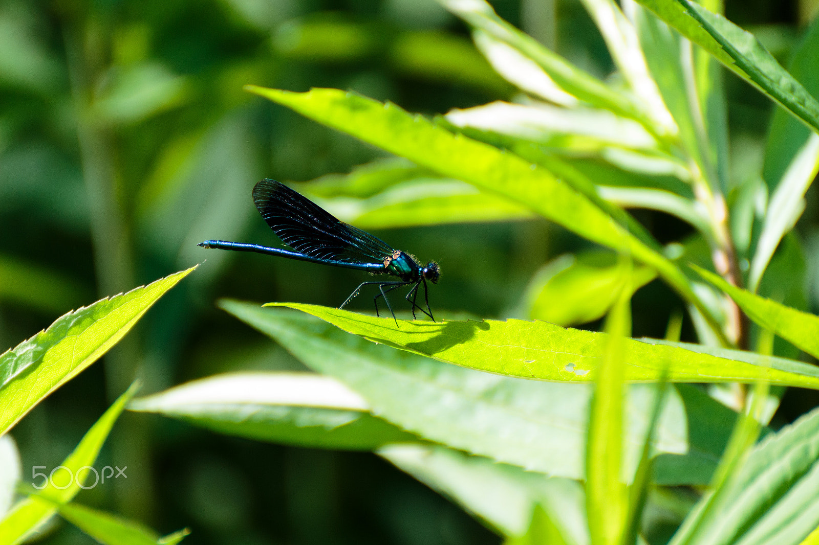 Tamron SP 35mm F1.8 Di VC USD sample photo. Niederbayrische libelle photography