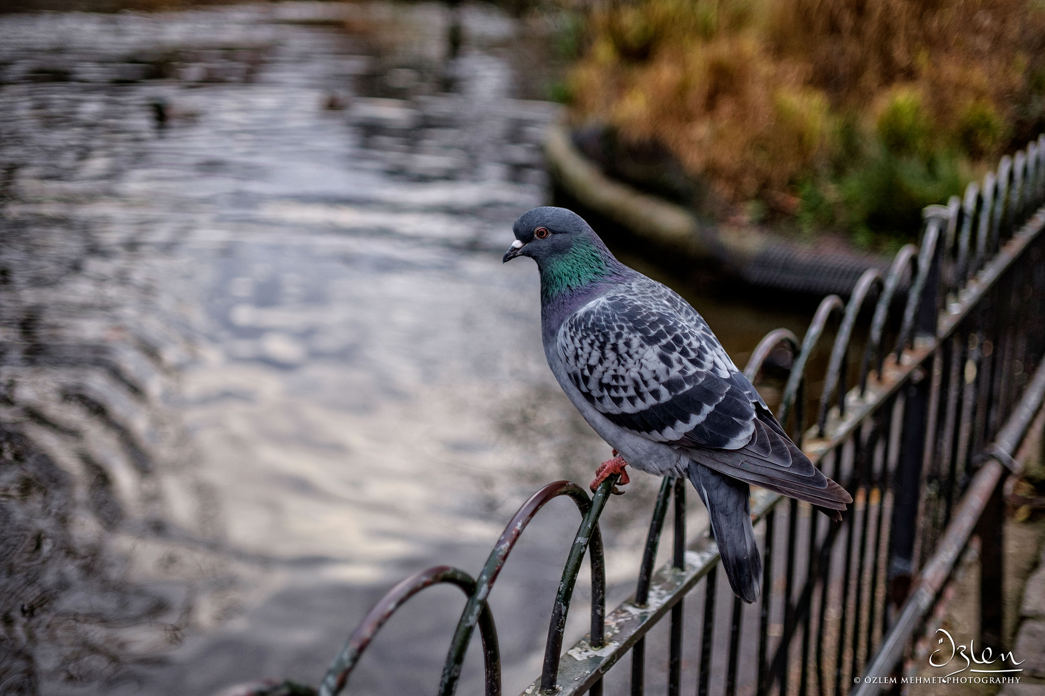 ZEISS Touit 32mm F1.8 sample photo. Pigeon. photography