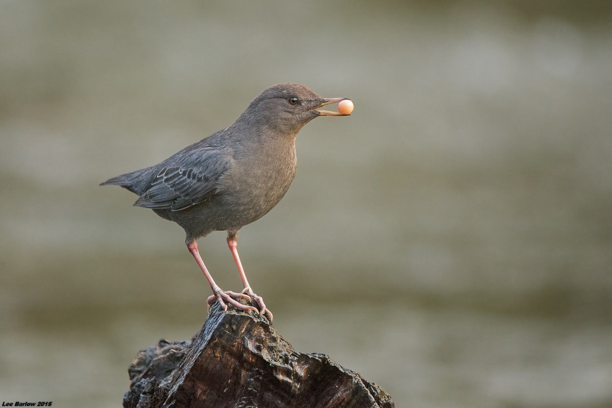 Nikon AF-S Nikkor 200-400mm F4G ED-IF VR sample photo. American dipper photography