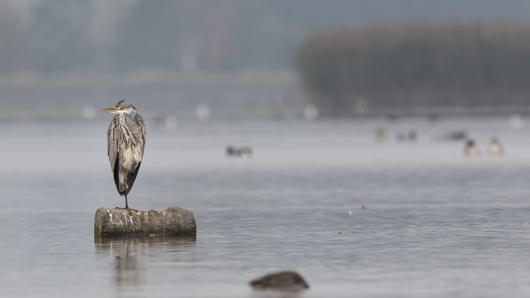 Canon EF 500mm F4L IS II USM sample photo. Graureiher photography