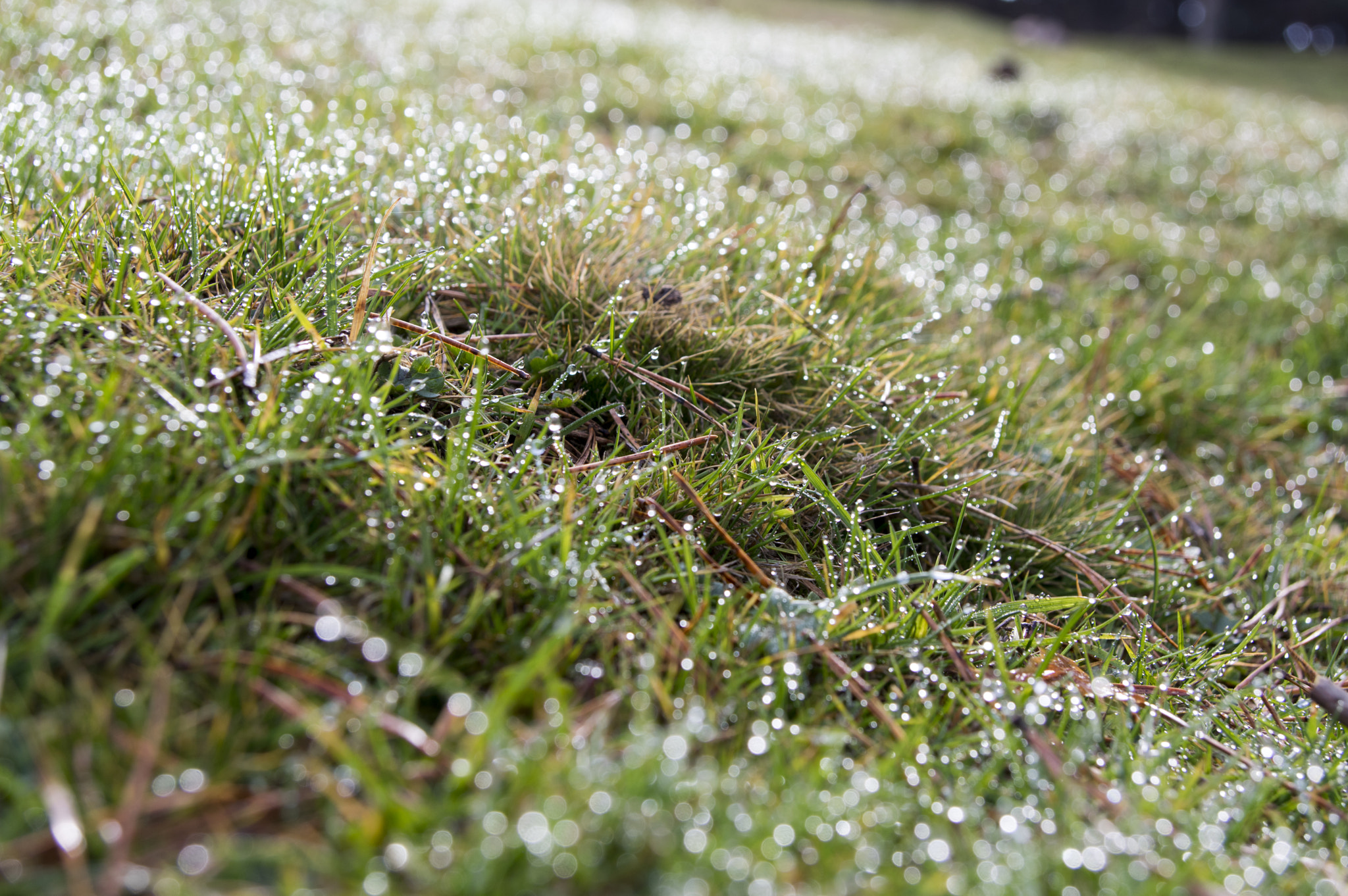 Pentax K-3 II sample photo. Hierba photography