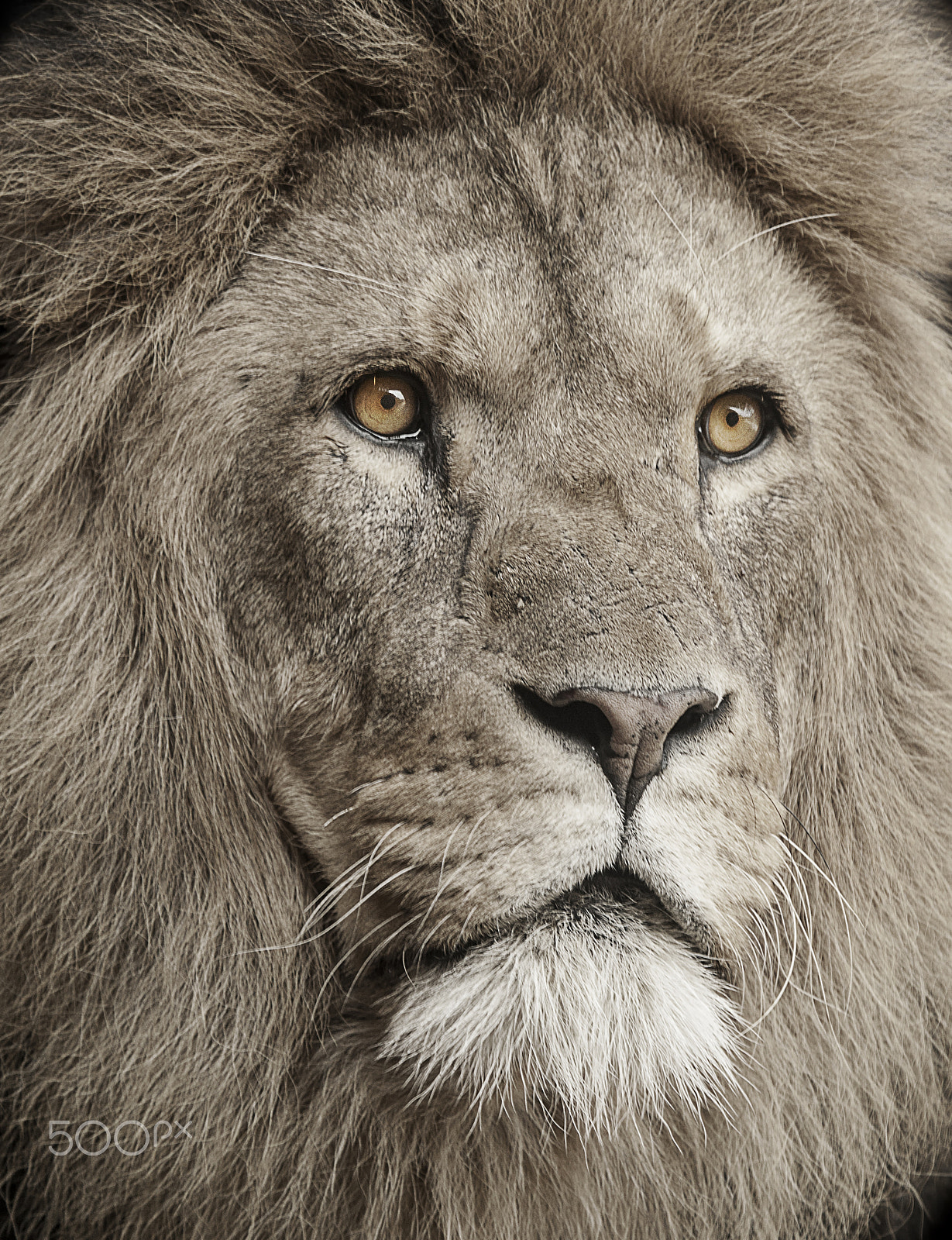 Canon EOS-1D Mark III sample photo. Male lion photography