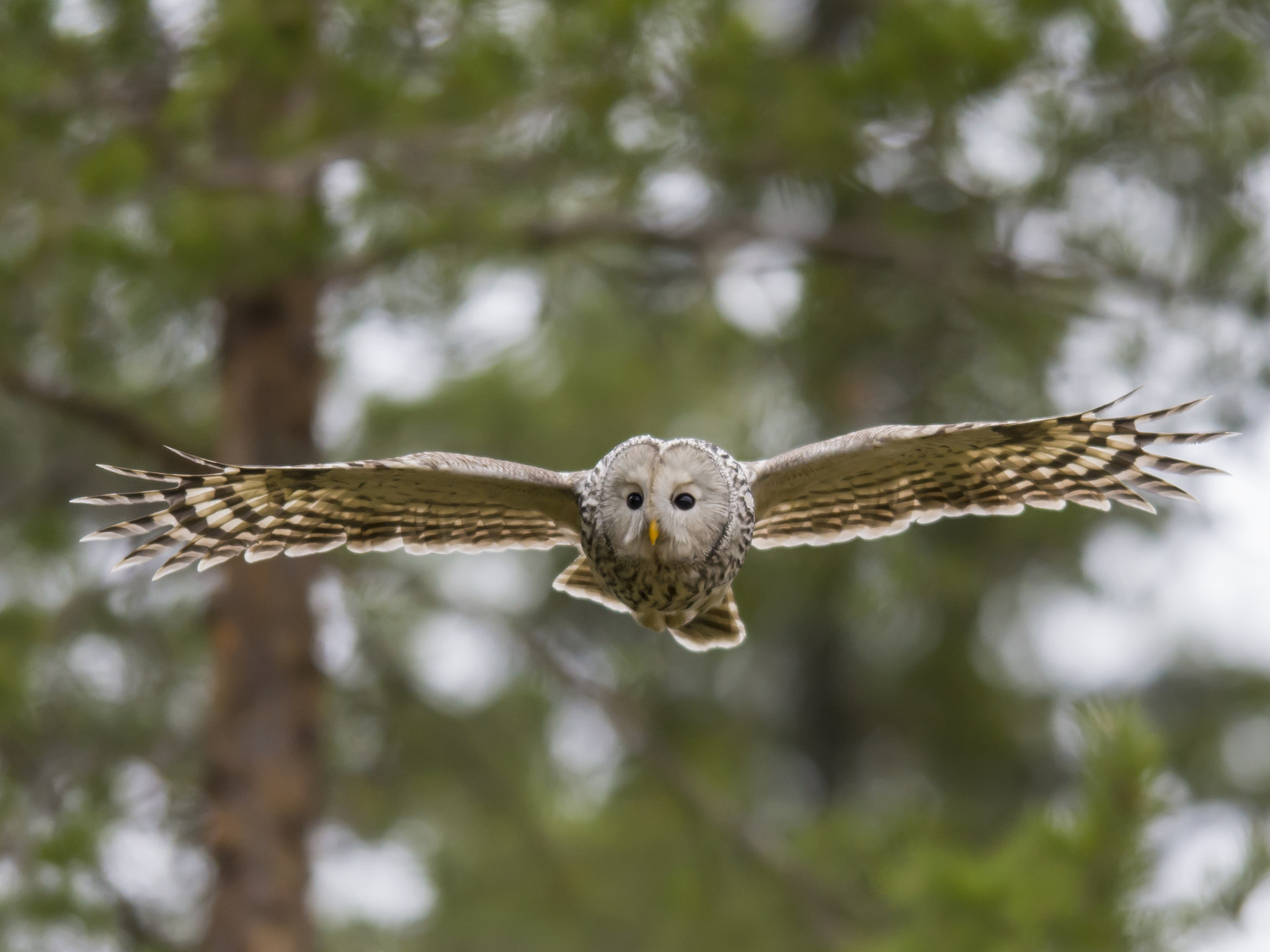 Nikon AF-S Nikkor 400mm F2.8D ED-IF II sample photo. Ural owl photography
