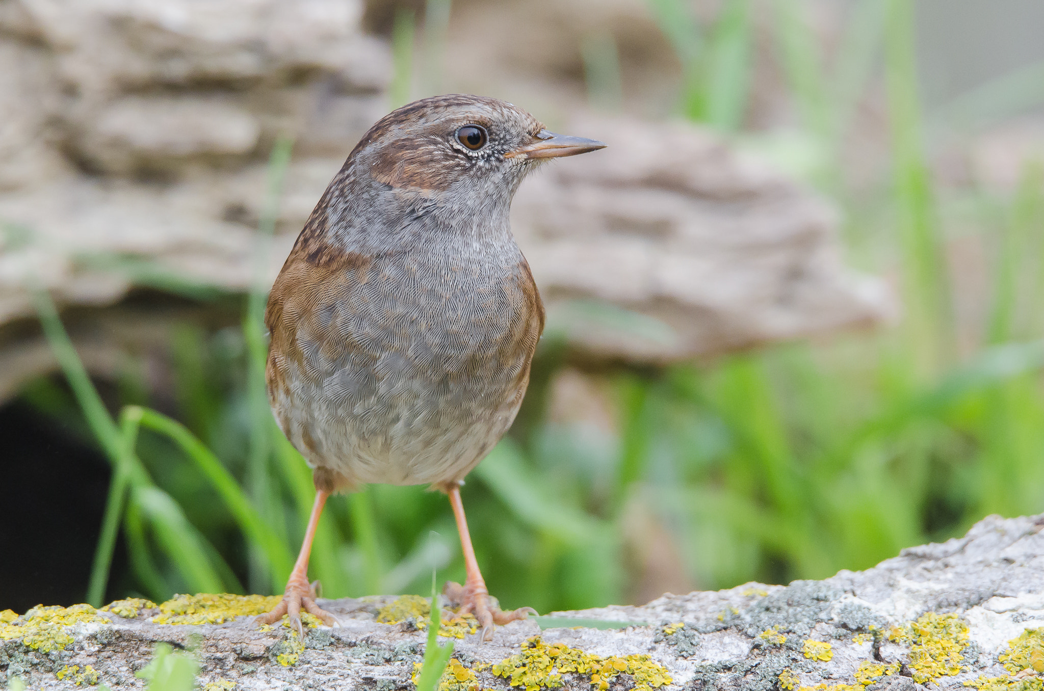 Sigma 150-600mm F5-6.3 DG OS HSM | S sample photo. Acentor comun (prunella modularis) photography