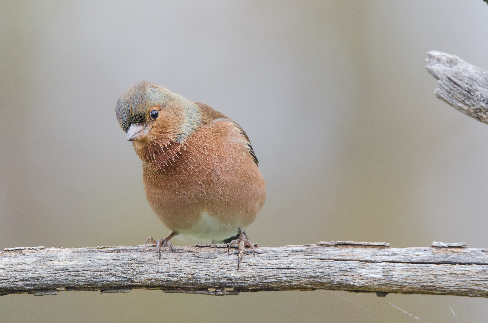 Sigma 150-600mm F5-6.3 DG OS HSM | S sample photo. Pinzon vulgar (fringilla coelebs) photography