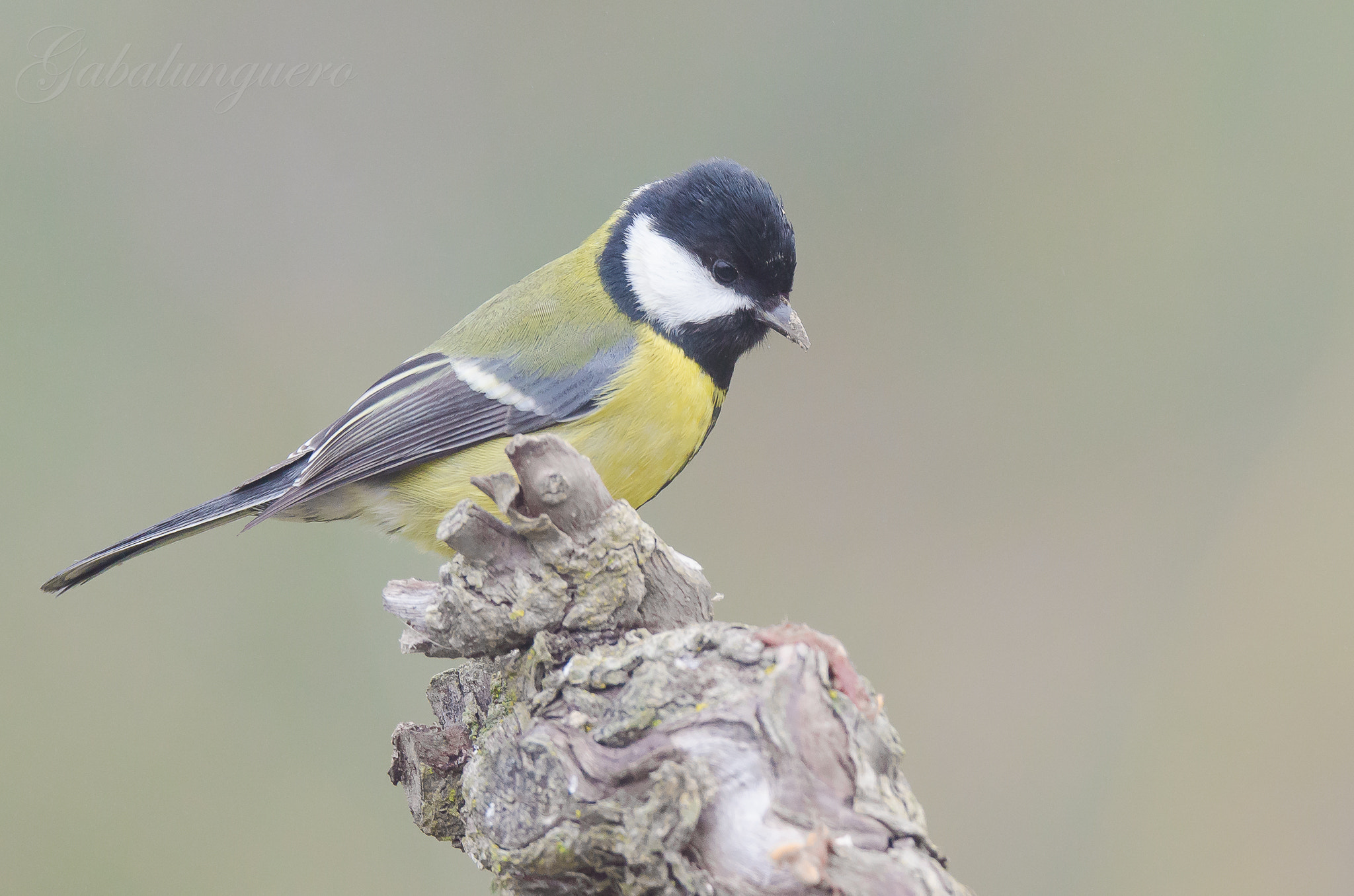 Sigma 150-600mm F5-6.3 DG OS HSM | S sample photo. Carbonero (parus major) photography
