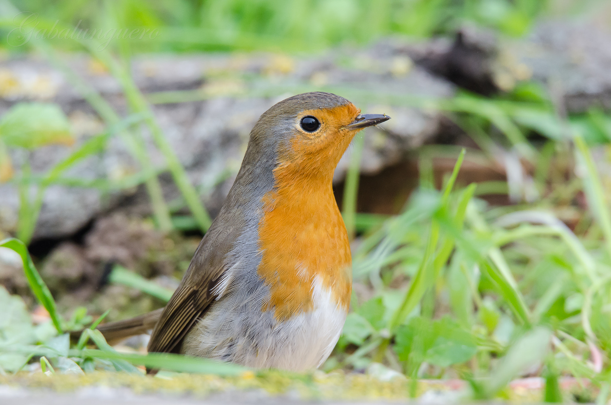 Sigma 150-600mm F5-6.3 DG OS HSM | S sample photo. Petirojo (erithacus rubecula) photography