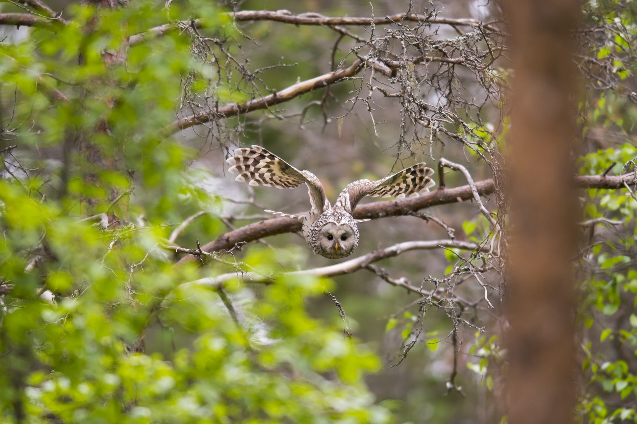 Nikon AF-S Nikkor 400mm F2.8D ED-IF II sample photo. Ural owl photography