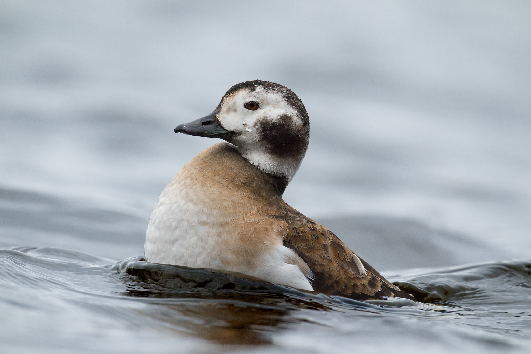 Sigma 24-60mm F2.8 EX DG sample photo. Harelde kakawi, clangula hyemalis, long-tailed duck photography