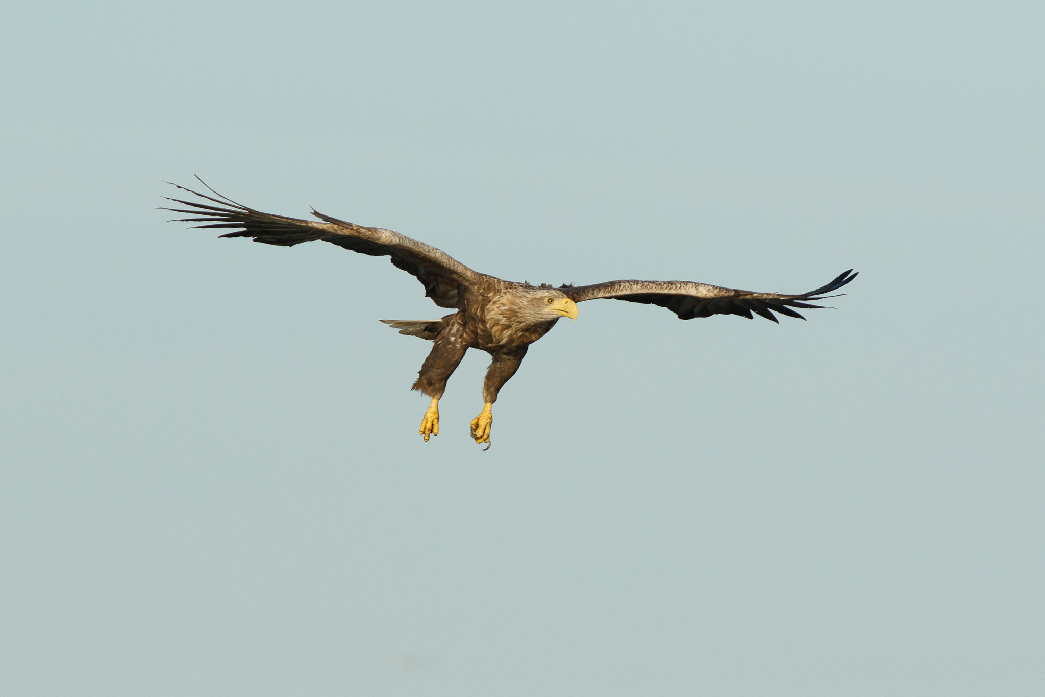 Canon EOS 7D Mark II + Canon EF 300mm f/2.8L + 1.4x sample photo. White tailed eagle photography