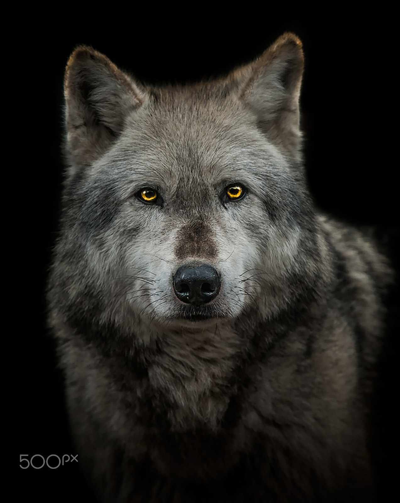 Canon EOS-1D Mark III sample photo. Alpha male photography