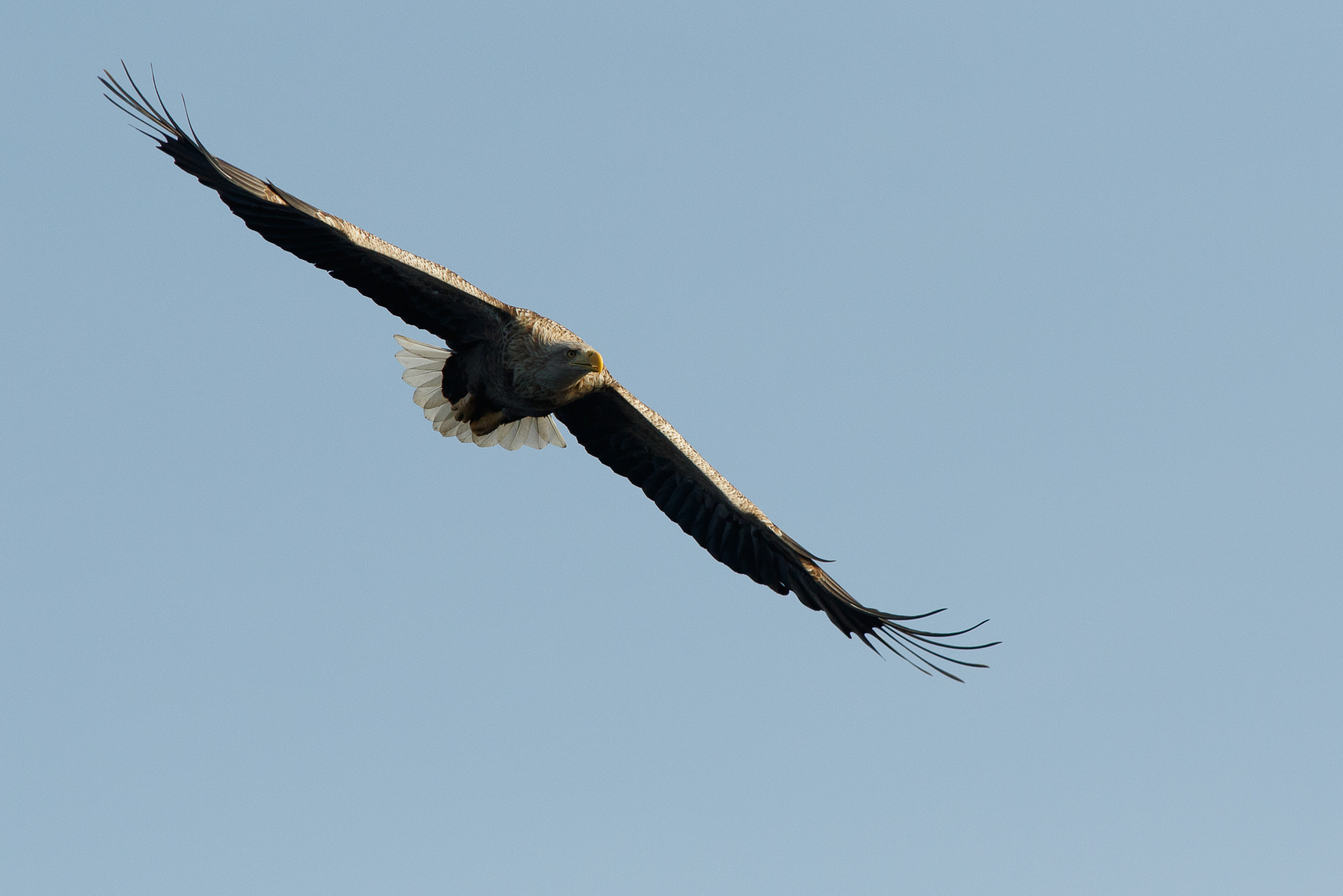 Canon EOS 7D Mark II + Canon EF 300mm f/2.8L + 1.4x sample photo. White tailed eagle photography