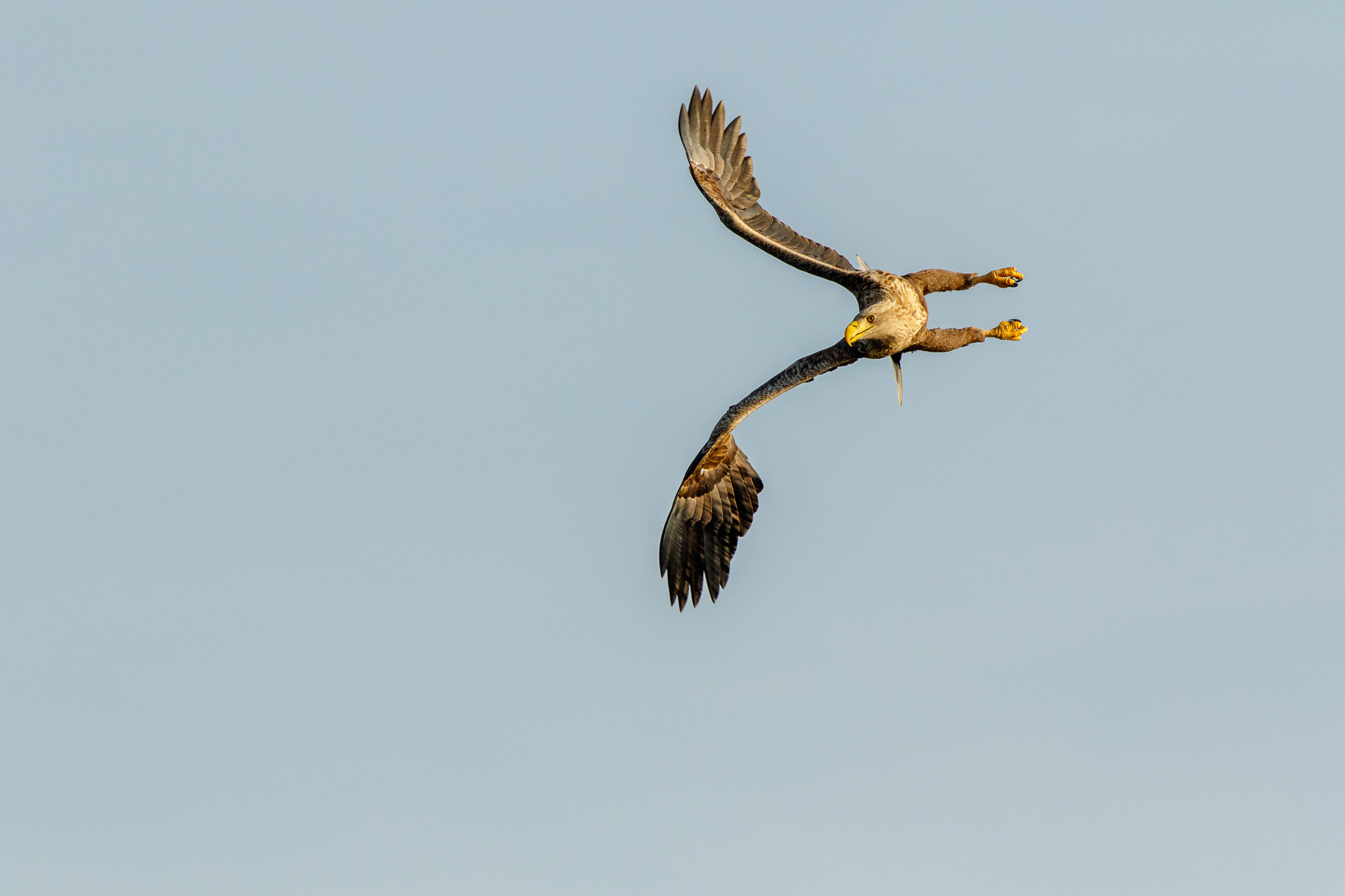 Canon EF 300mm f/2.8L + 1.4x sample photo. White tailed eagle photography